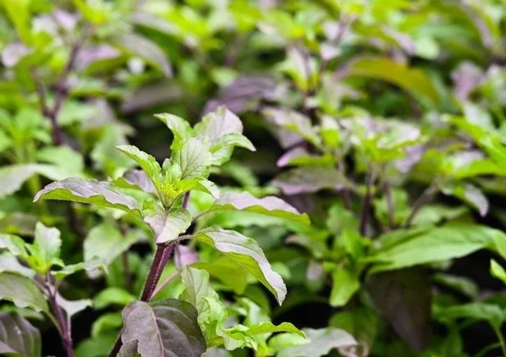 Close-up of green and purple leafy plants in a garden or farm.
