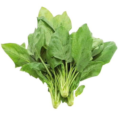Fresh bunch of spinach leaves