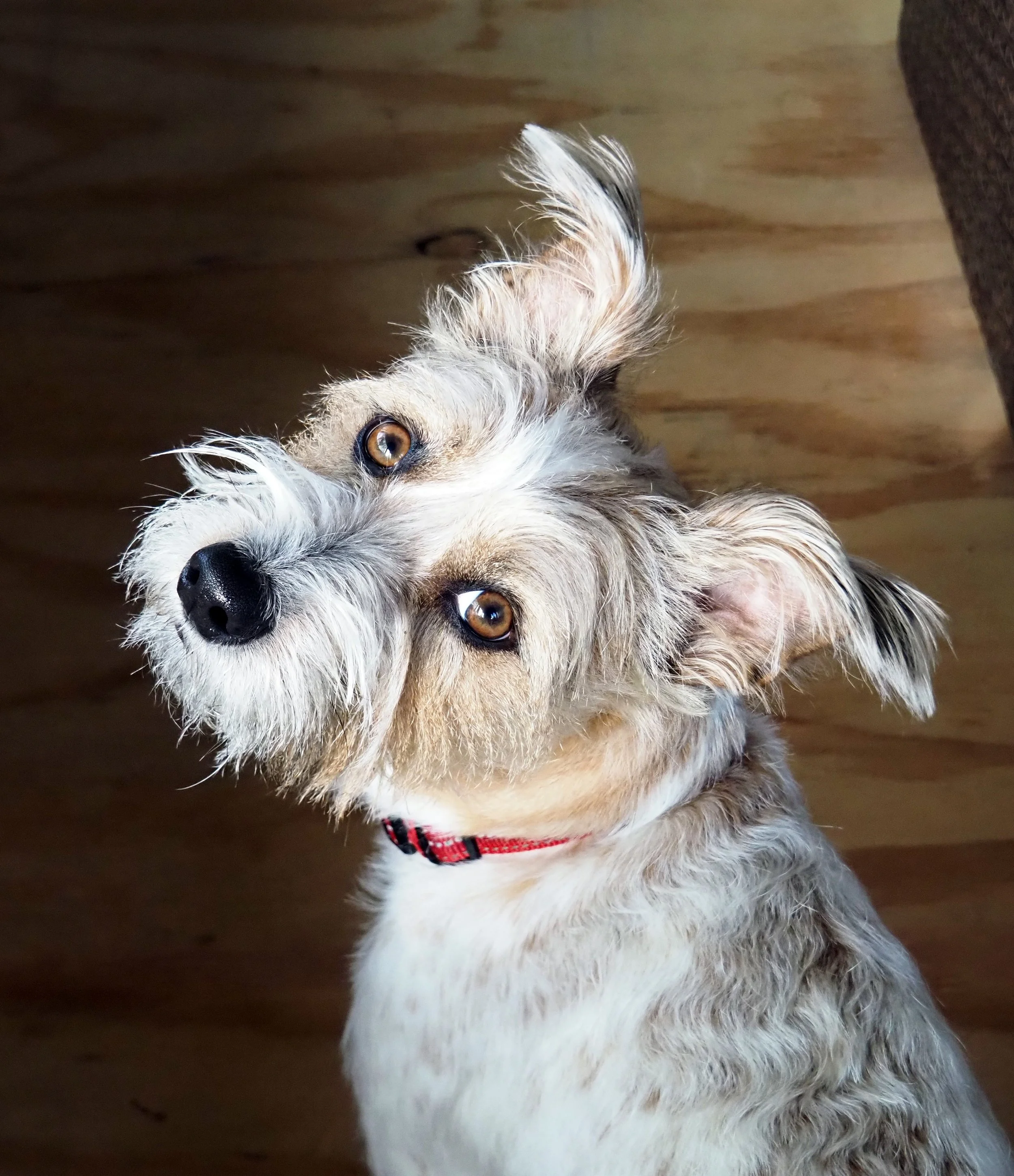 Jack is always keyed in to whatever we're doing, constantly watching us, our facial expressions, our body language, the inflections in our voice. Everything. LOCKED in and waiting.