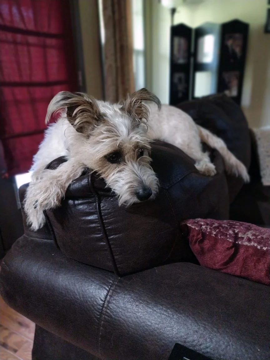 "This is my perch. There are many like it, but this one is mine." Jack has many names, but one of them is "mountain goat," and this is WHY.