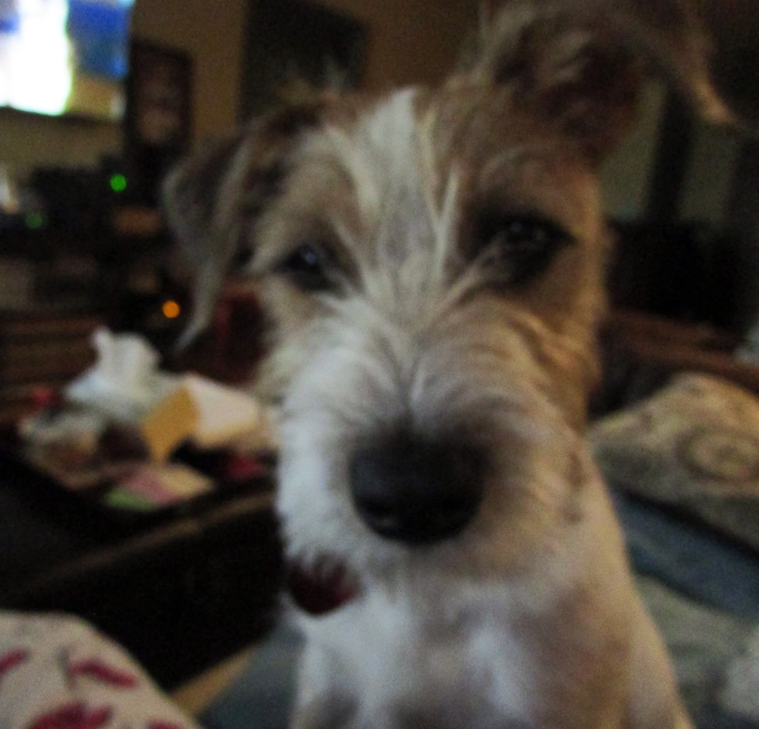 "Just woke up. Human has coffee. Human won't share. The betrayal!"