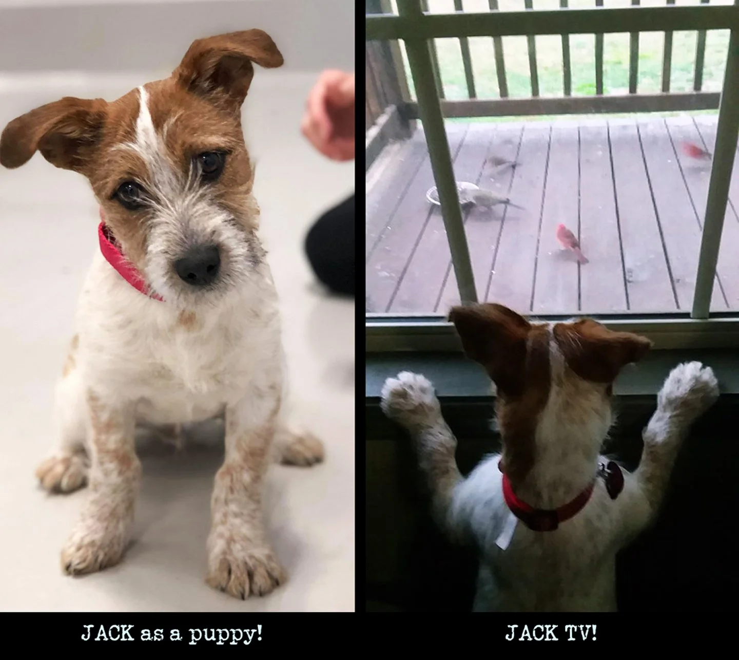 A collage of two photos: on the left, a young dog with brown and white fur, sitting indoors with a red collar, looking directly at the camera. On the right, the same dog with its back to the camera, watching birds through a glass door. The captions read "JACK as a puppy!" and "JACK TV!"
