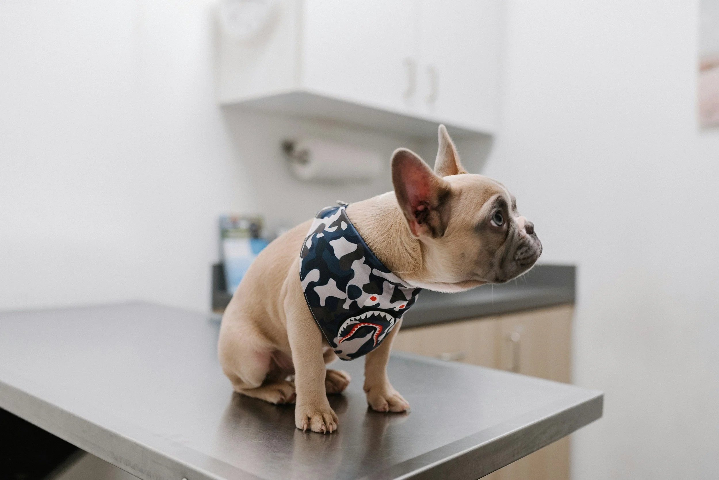 Chiot bulldog français portant un bandana à motifs sur une table en métal dans un cabinet vétérinaire.