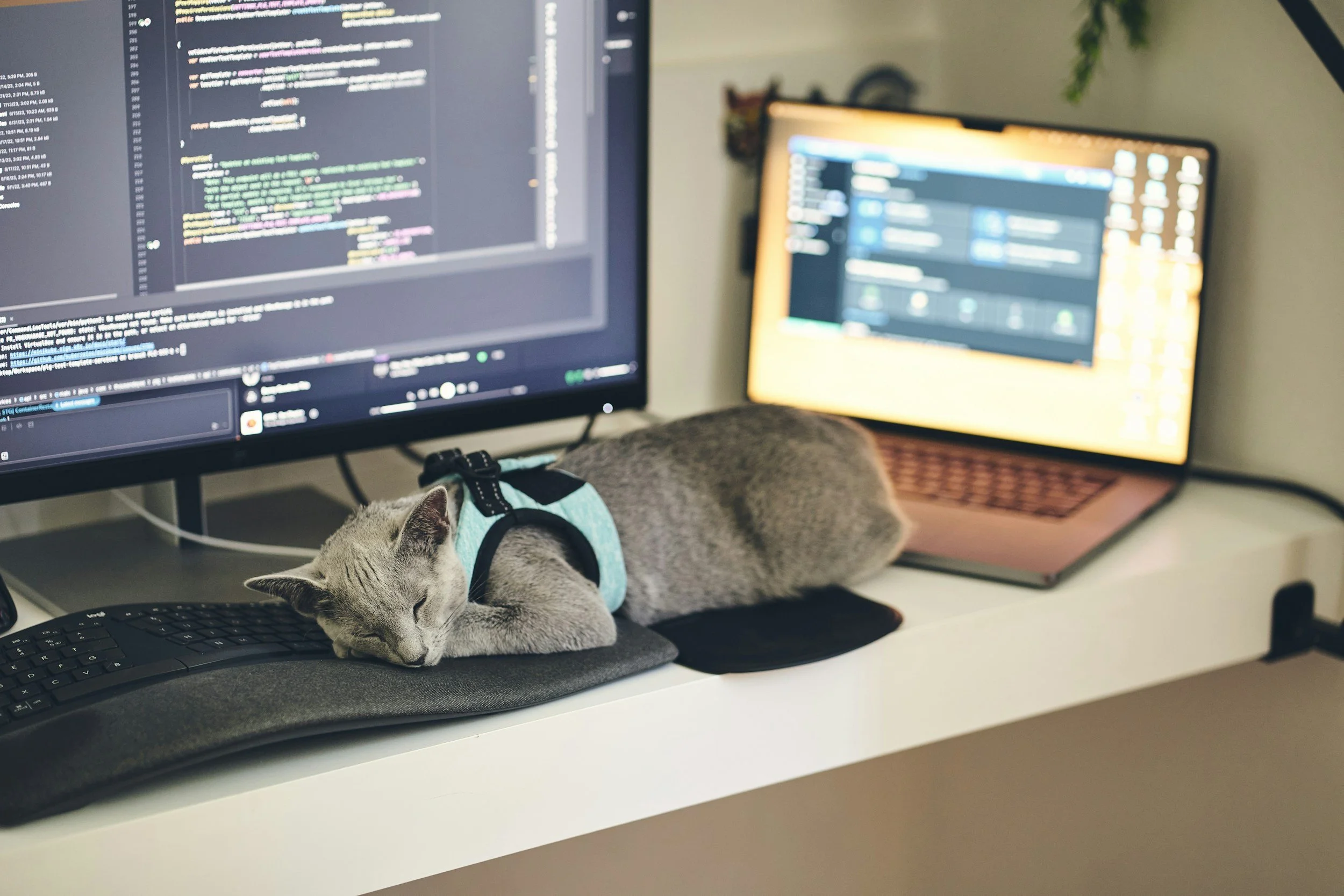 Un chat gris allongé sur un bureau devant un clavier, avec deux écrans d'ordinateur en arrière-plan, l'un affichant du code et l'autre un gestionnaire de fichiers.