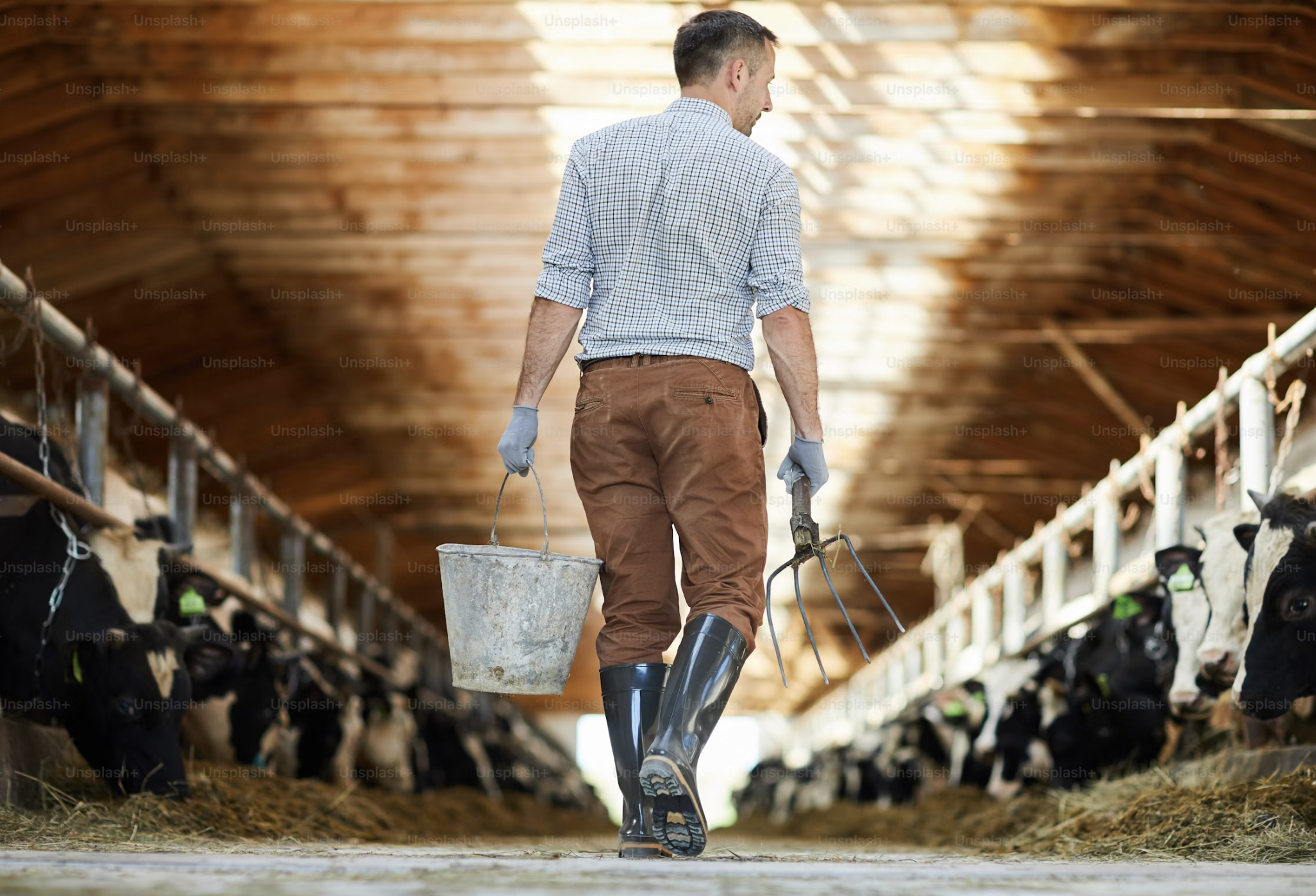 Un homme marche dans une étable avec des vaches, portant des bottes en caoutchouc, un gant de chaque main, et tenant un seau et un outil agricole.