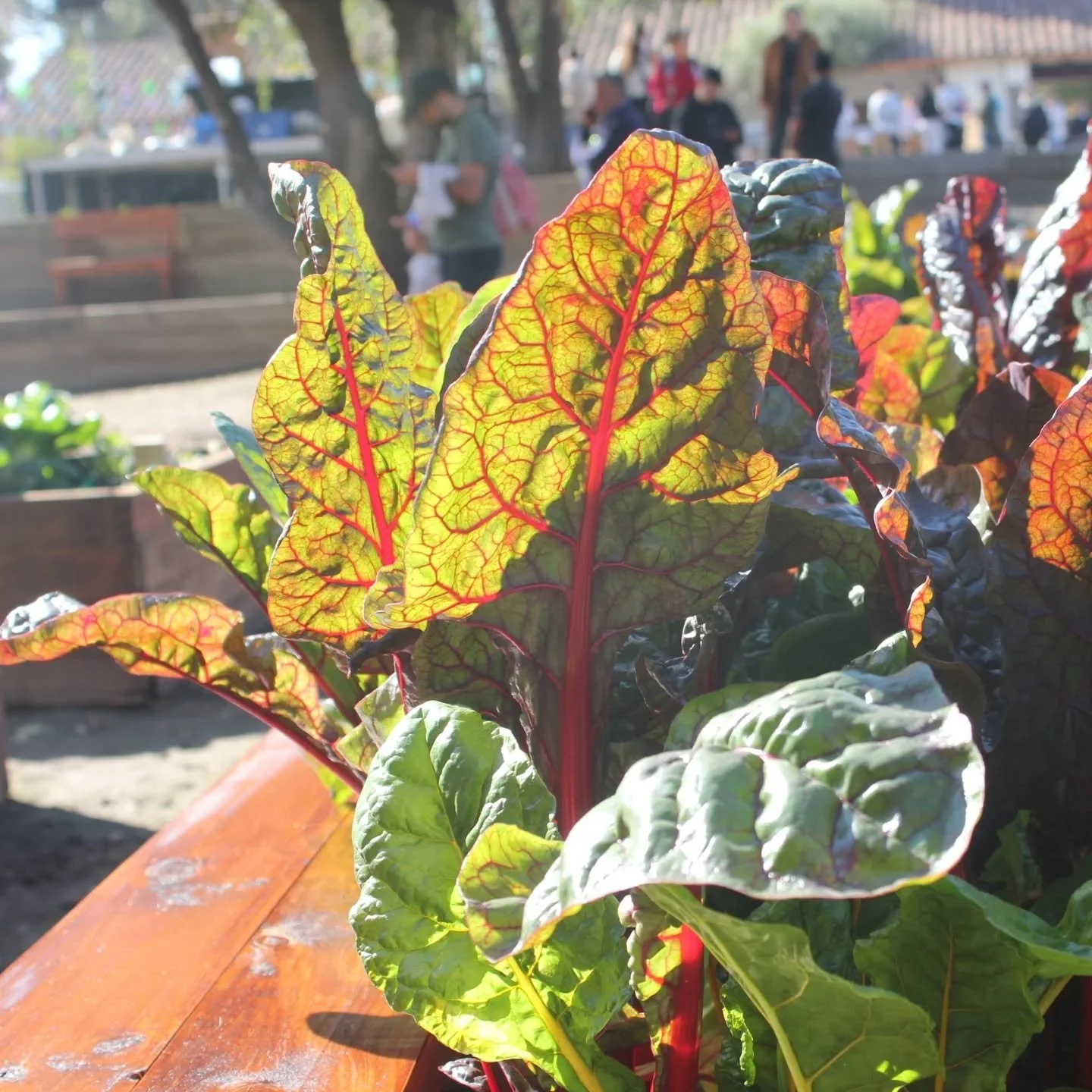 Algunas fotos de lo que fue la inauguraci&oacute;n del nuevo huerto de @lomattacultural 

Muchas gracias a todos los que fueron parte de este gran hito para nosotros 🌱

Muchas gracias a quienes nos apoyaron para lograr este nuevo huerto urbano @dipl
