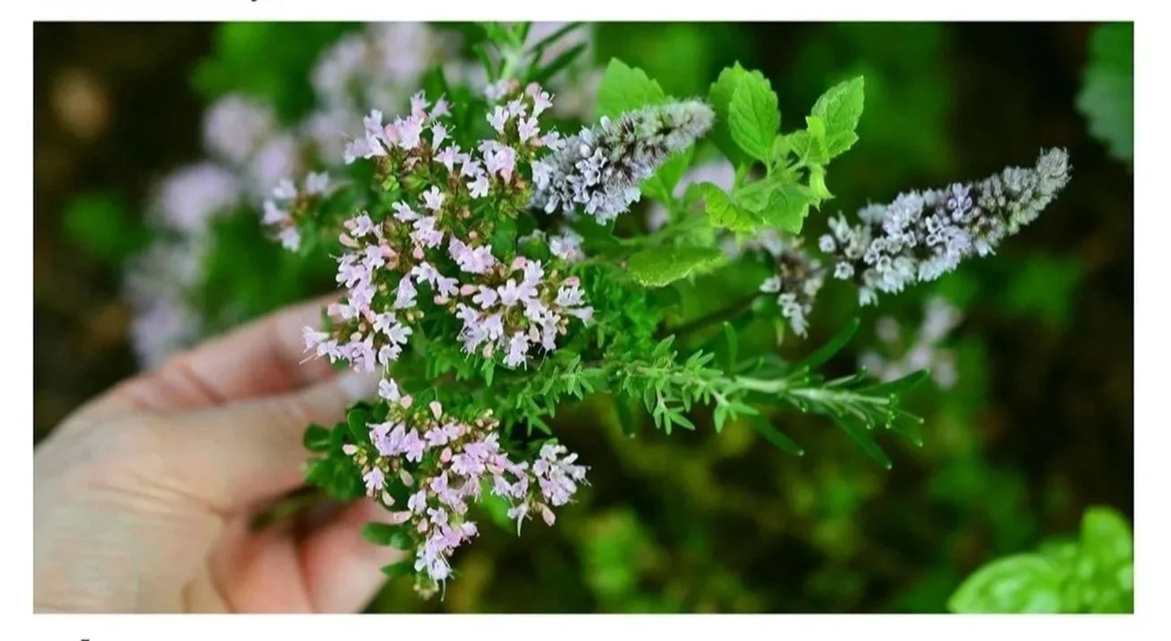 Secado y Propagación de Hierbas Aromáticas