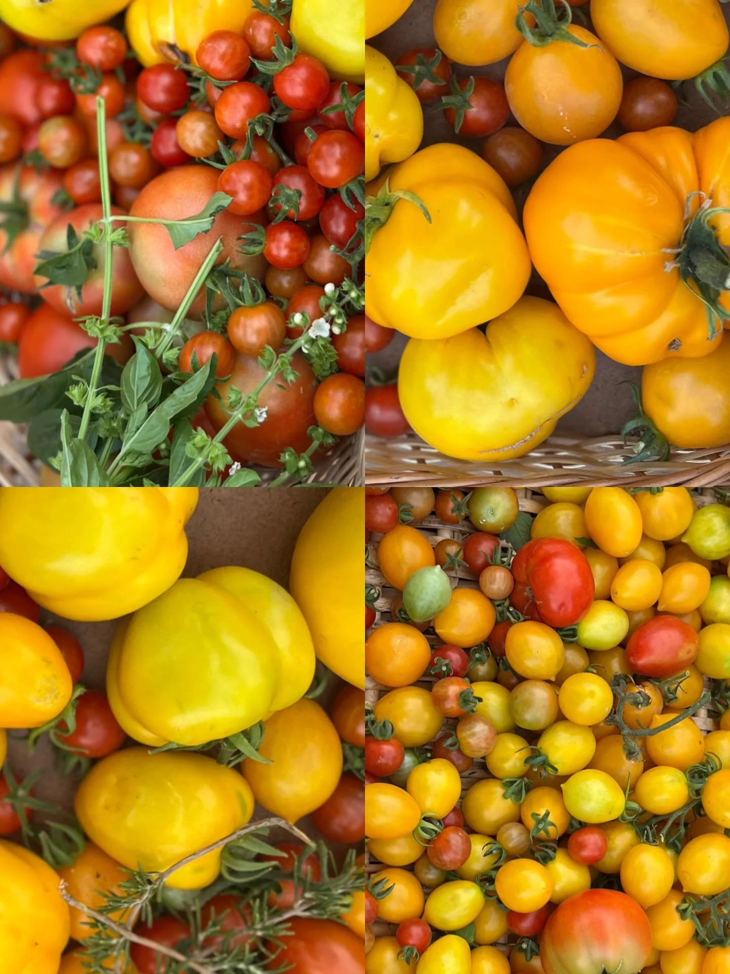El s&aacute;bado 14 de febrero, junto a Lo Matta, realizamos un taller colaborativo de cosecha de tomates en el huerto.

Durante la jornada trabajamos en:

🍅 Identificaci&oacute;n de distintas variedades de tomate.

🌱 Reconocimiento del estado &oac