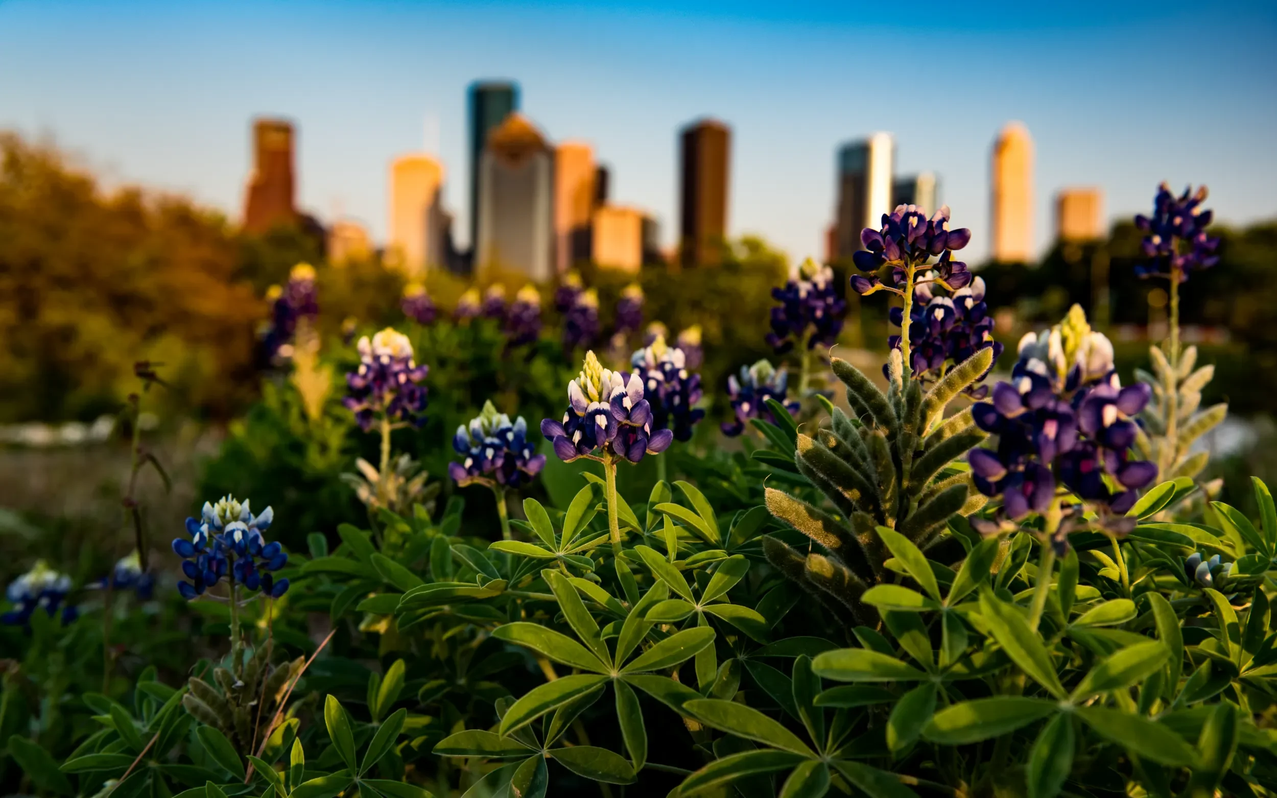 Commercial landscaping services for corporate office exterior in Harris County, TX