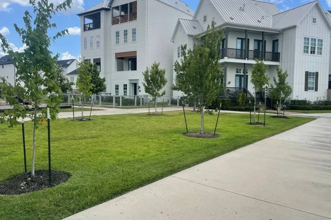Young shade trees staked along a common-area lawn and sidewalk at Kolbe Farms. — Ethoscapes