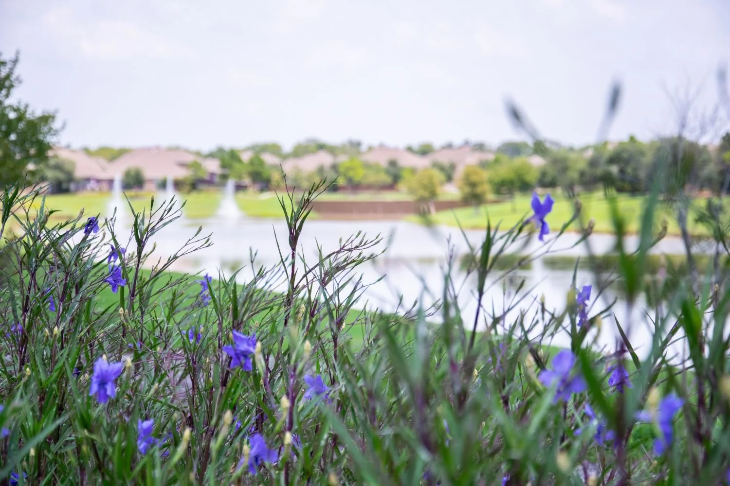 Commercial Landscape Enhancements in Sugar Land, TX | Ethoscapes