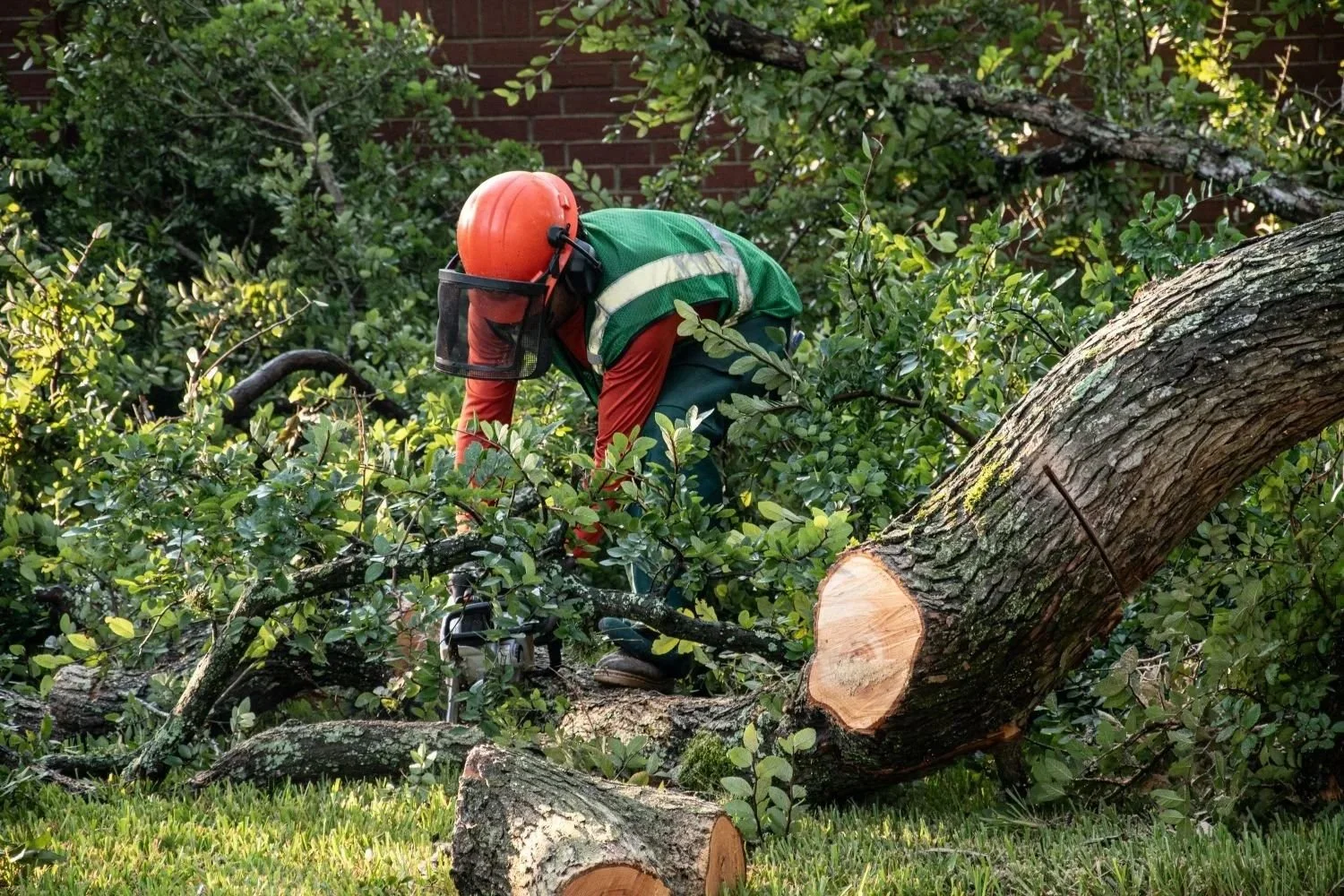 Certified arborist evaluating tree canopy in Fort Bend County, TX