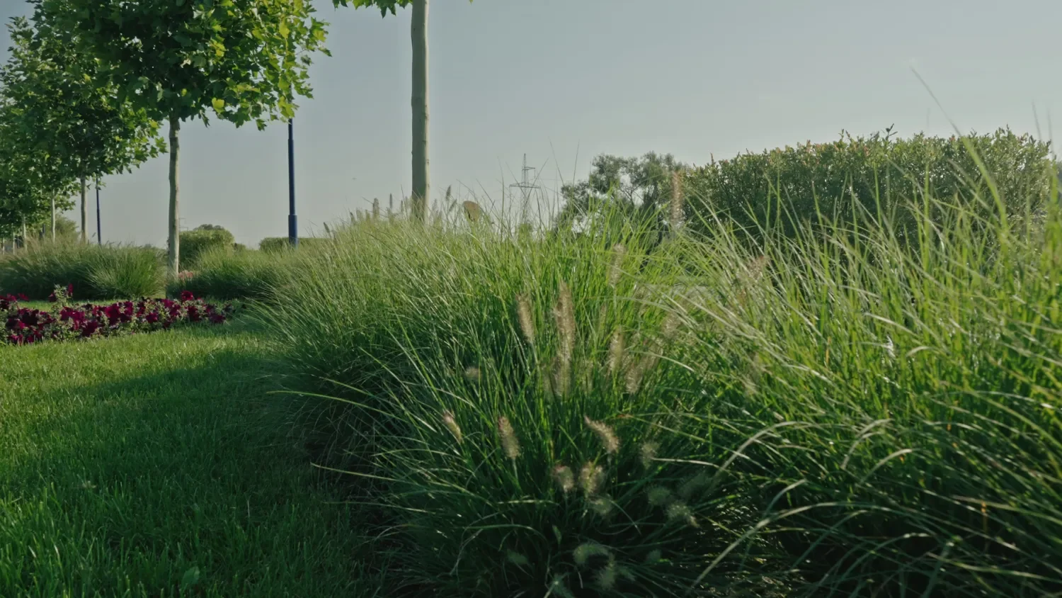 Commercial landscape contractor servicing district property in Katy, TX