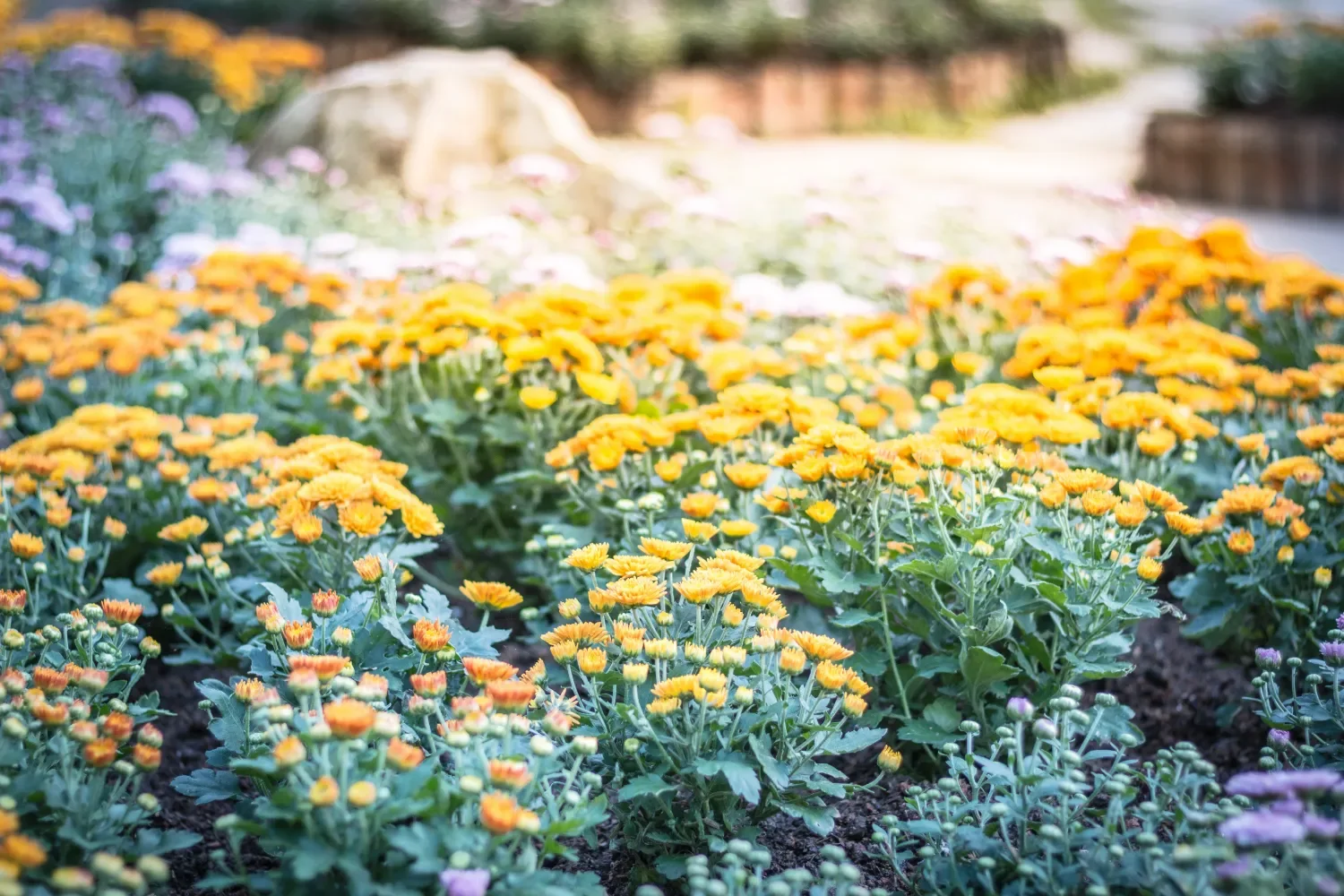 Expert Commercial Landscape Management in Sugar Land, TX | Ethoscapes