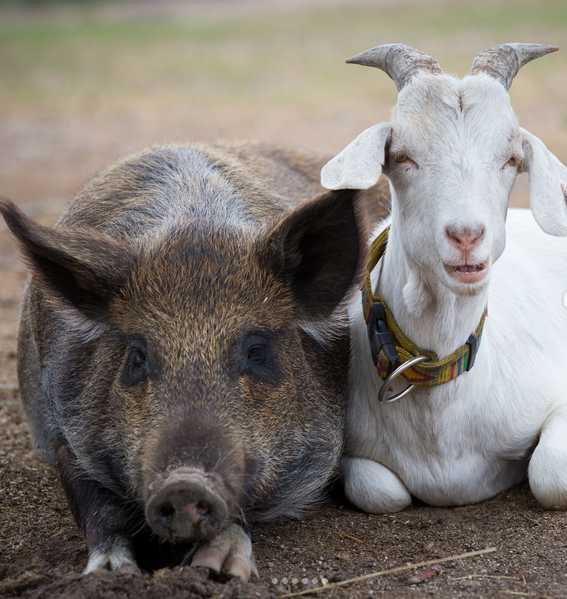 A pig and a goat lying side by side relaxed