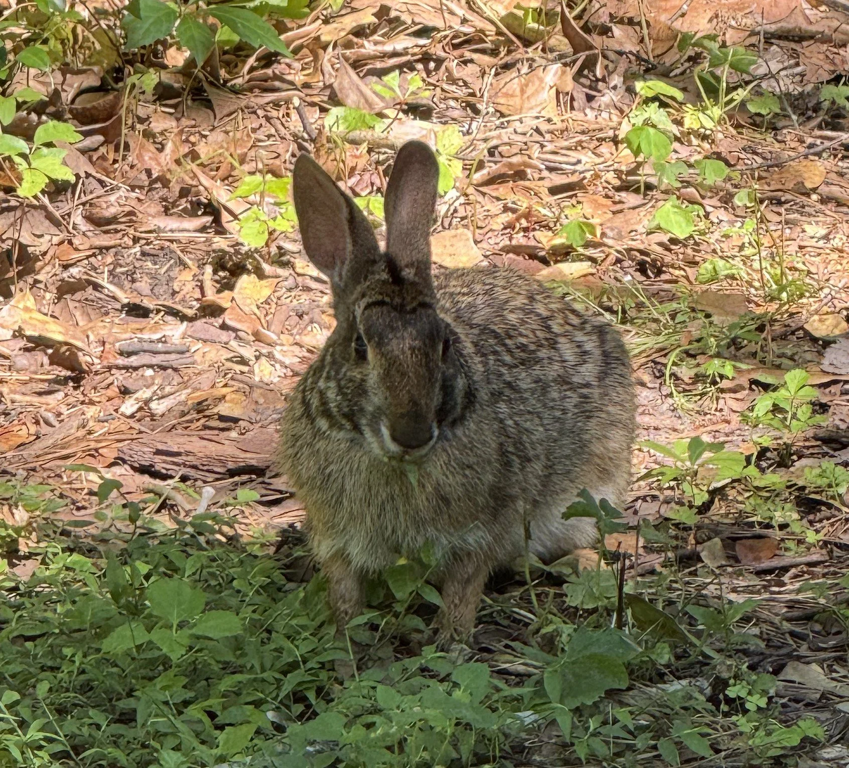What the Rabbit Had to Say