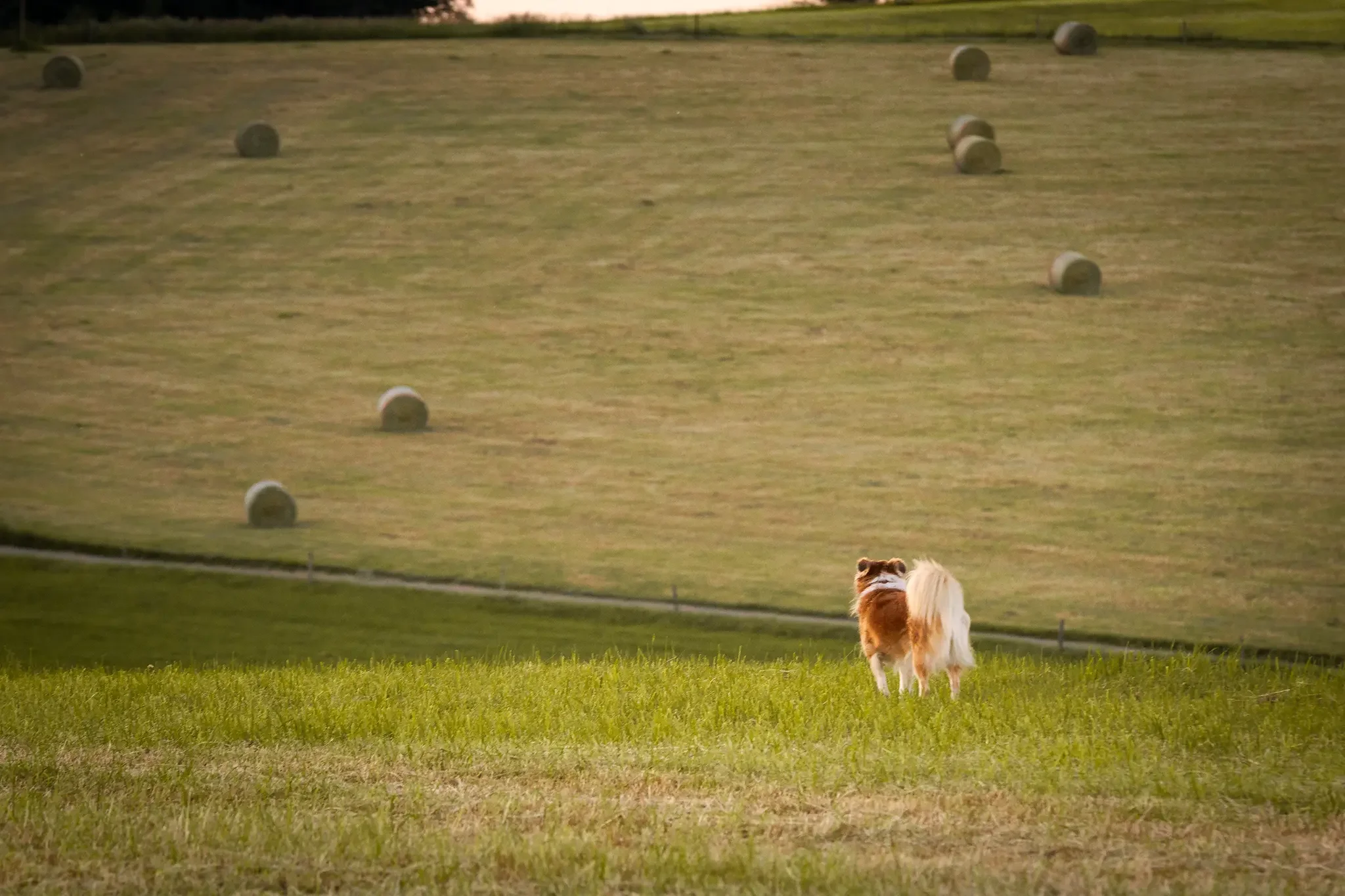 Ein Hund läuft auf einer grünen Wiese in ein Weideland mit mehreren Heuballen im Hintergrund, bei Sonnenuntergang.