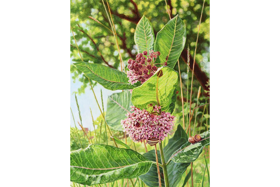 milkweed_in_bloom_with_critters.png