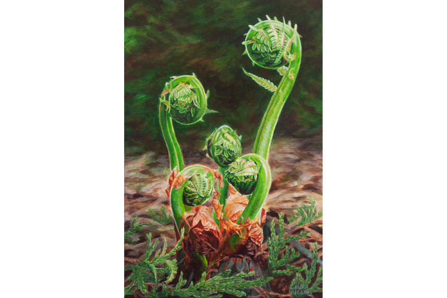 fiddleheads-near-cedar-laura-higgins.png