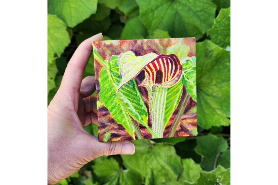 jack-in-the-pulpit-painting-size.png