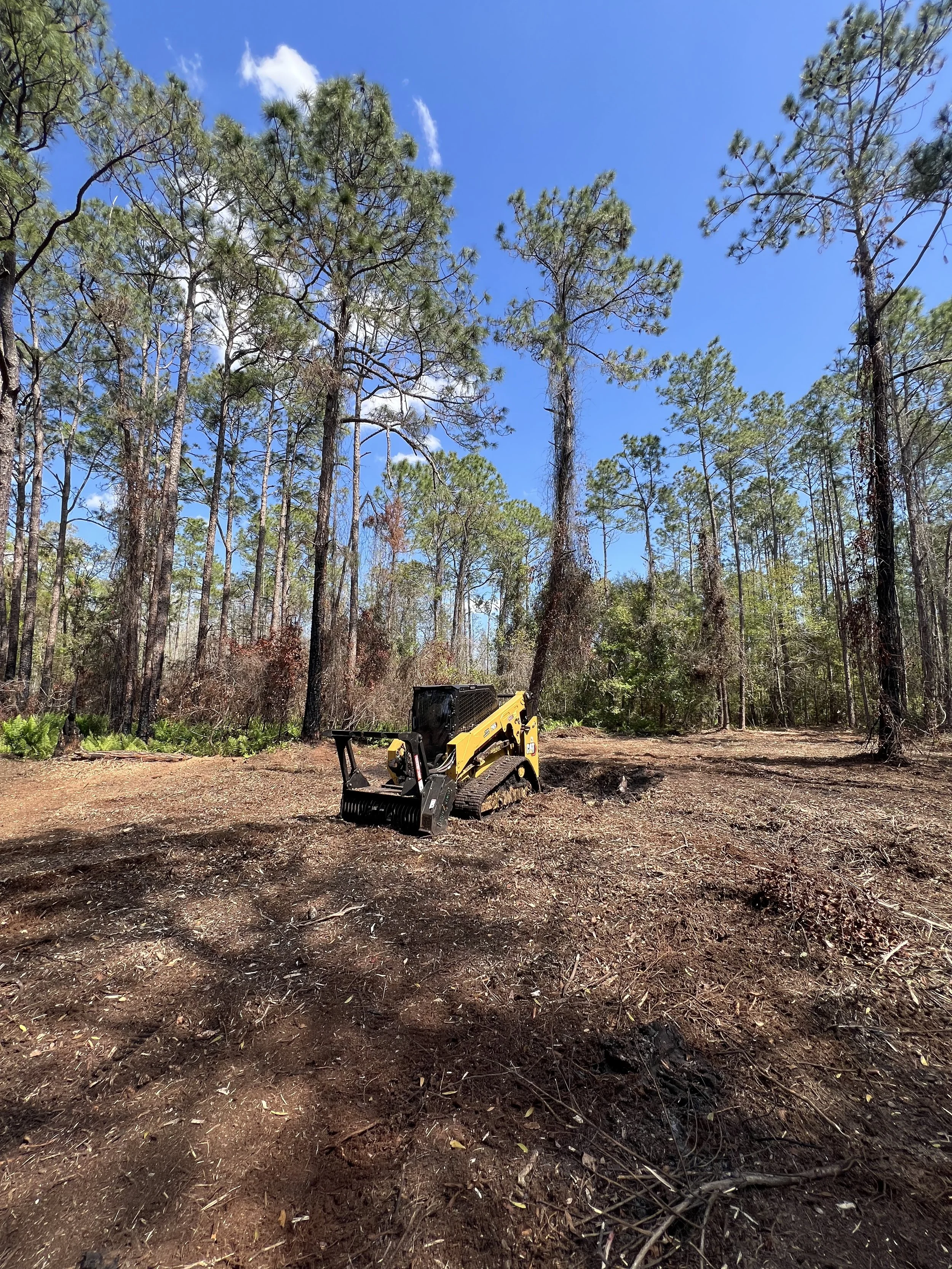 Forestry mulching machine grinding Florida underbrush into eco-friendly mulch.