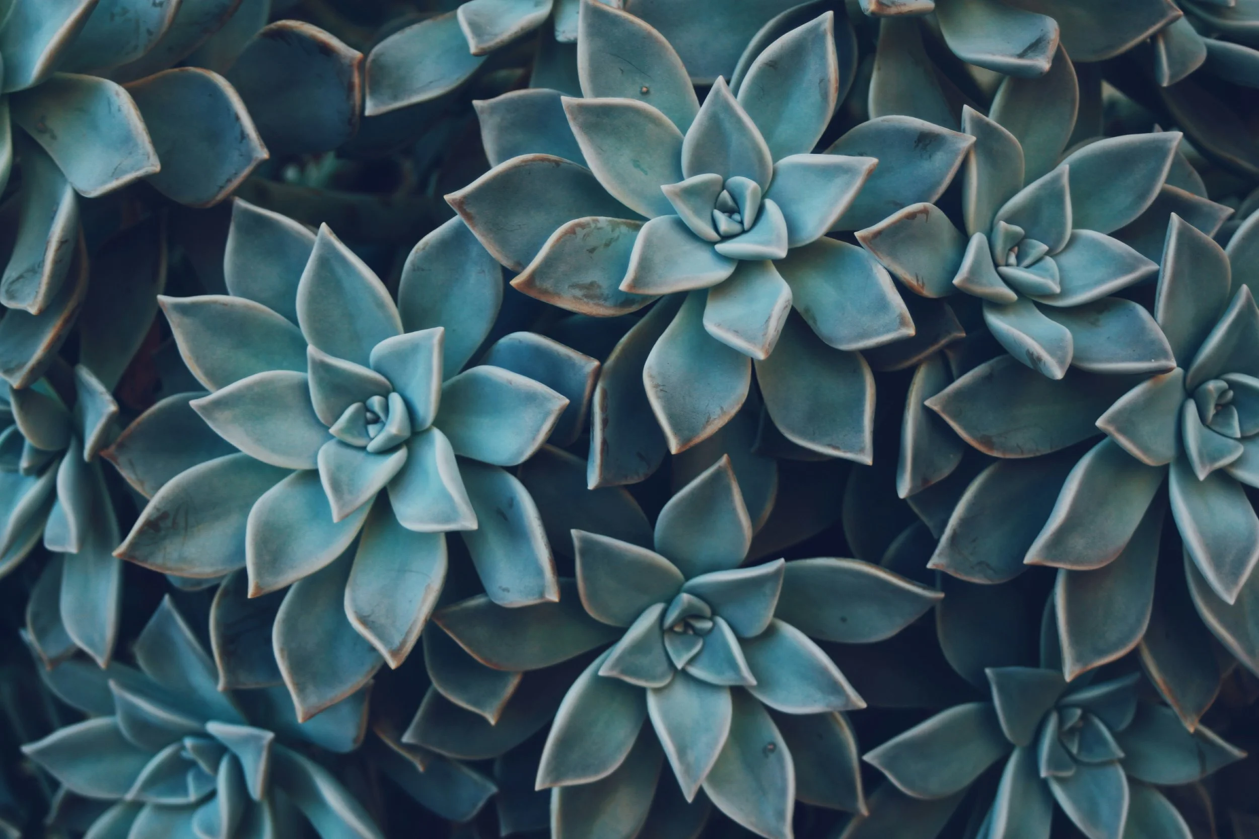 Close-up of blue-green succulent plants with thick, fleshy leaves arranged in rosette patterns.