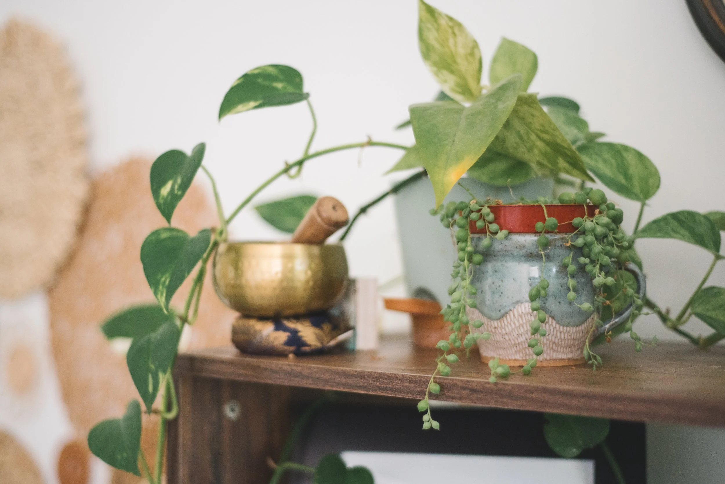 Indoor arrangement with green leafy plants in decorative pots on a wooden shelf.