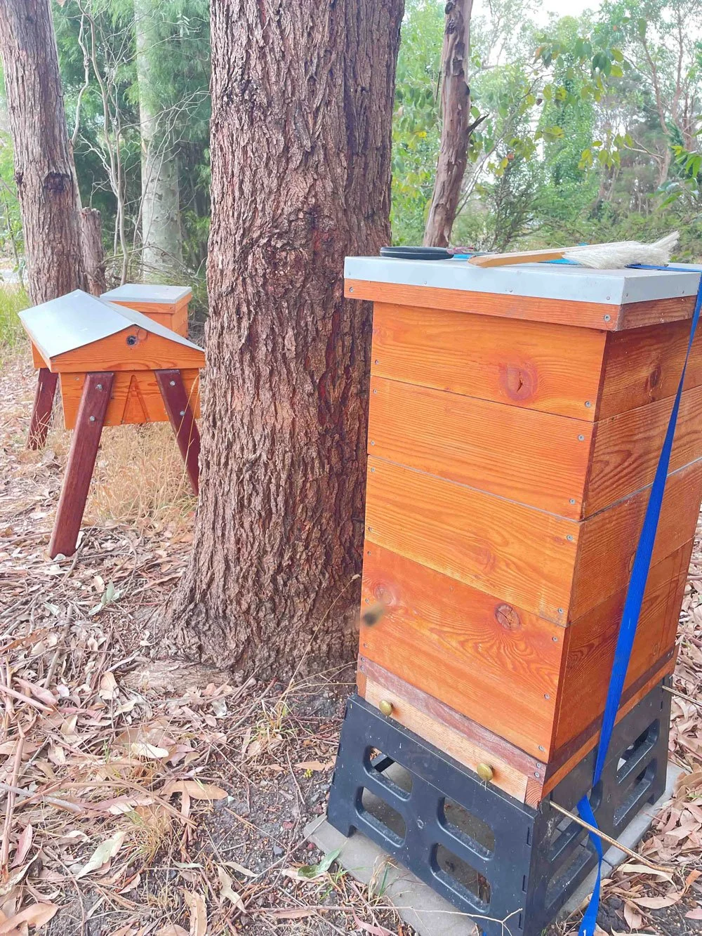 3 timber beehives in bushland setting