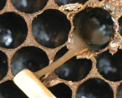 Close-up of honeycomb with a gooey substance in one of the cells.