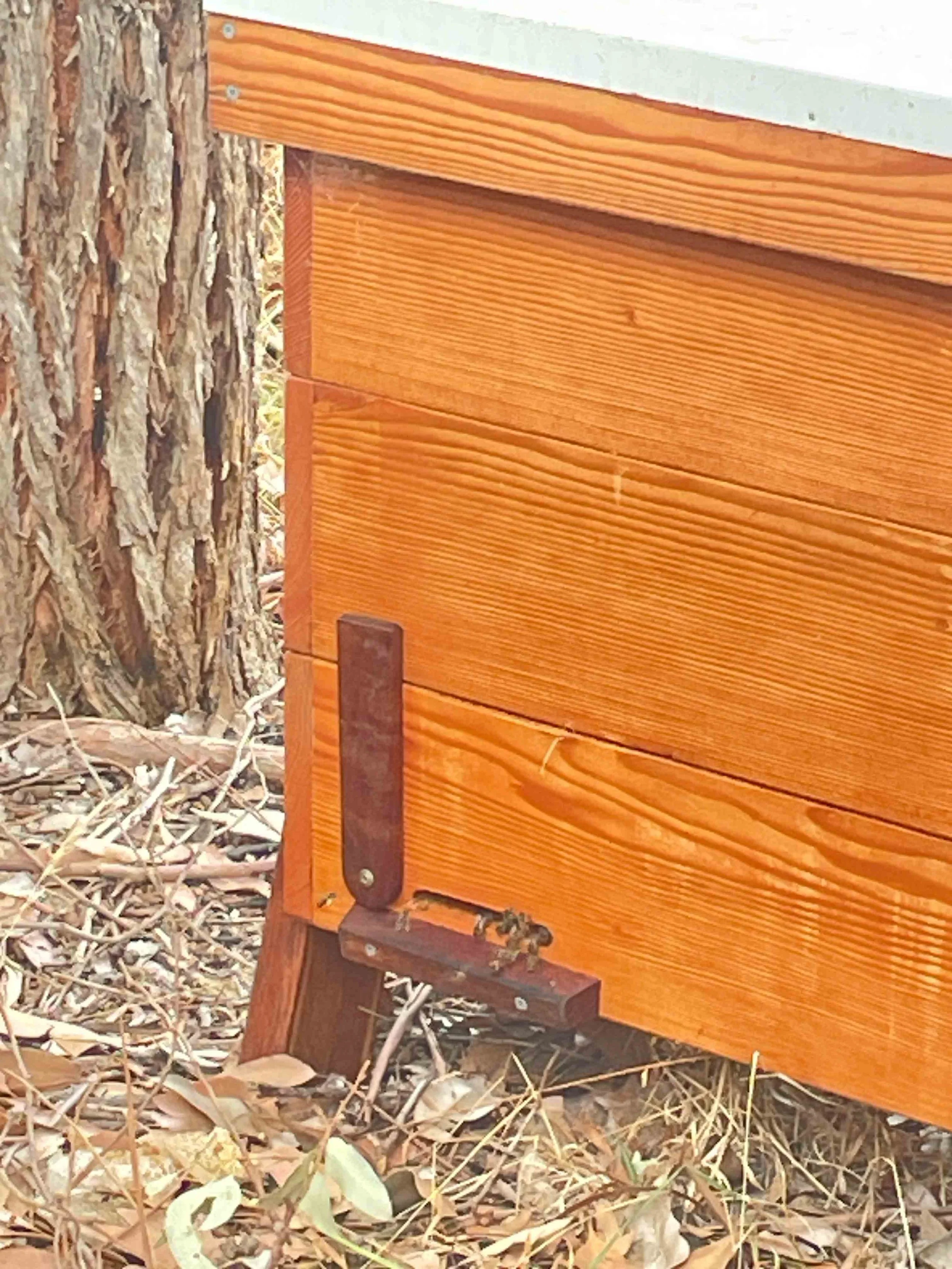 Close-up of a wooden hive entrance, surrounded by dry leaves and twigs.