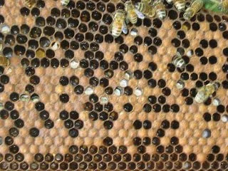 Close-up of a honeycomb with bees working on it.