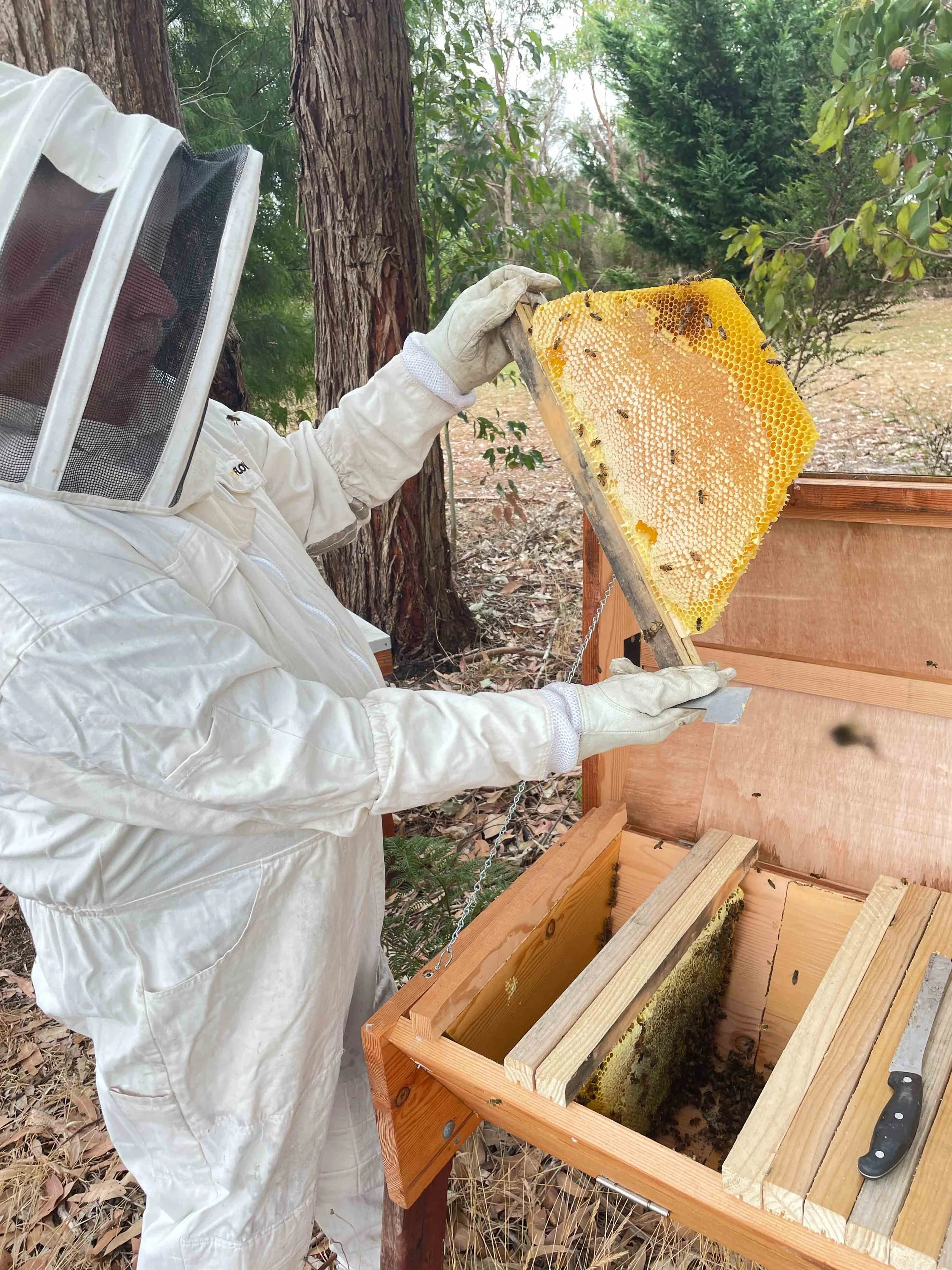 A beekeeper examining a honeycomb frame in a top bar hive.