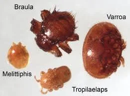 Illustration of four different types of parasites: Braula, Melittiphis, Tropilaelaps, and Varroa.