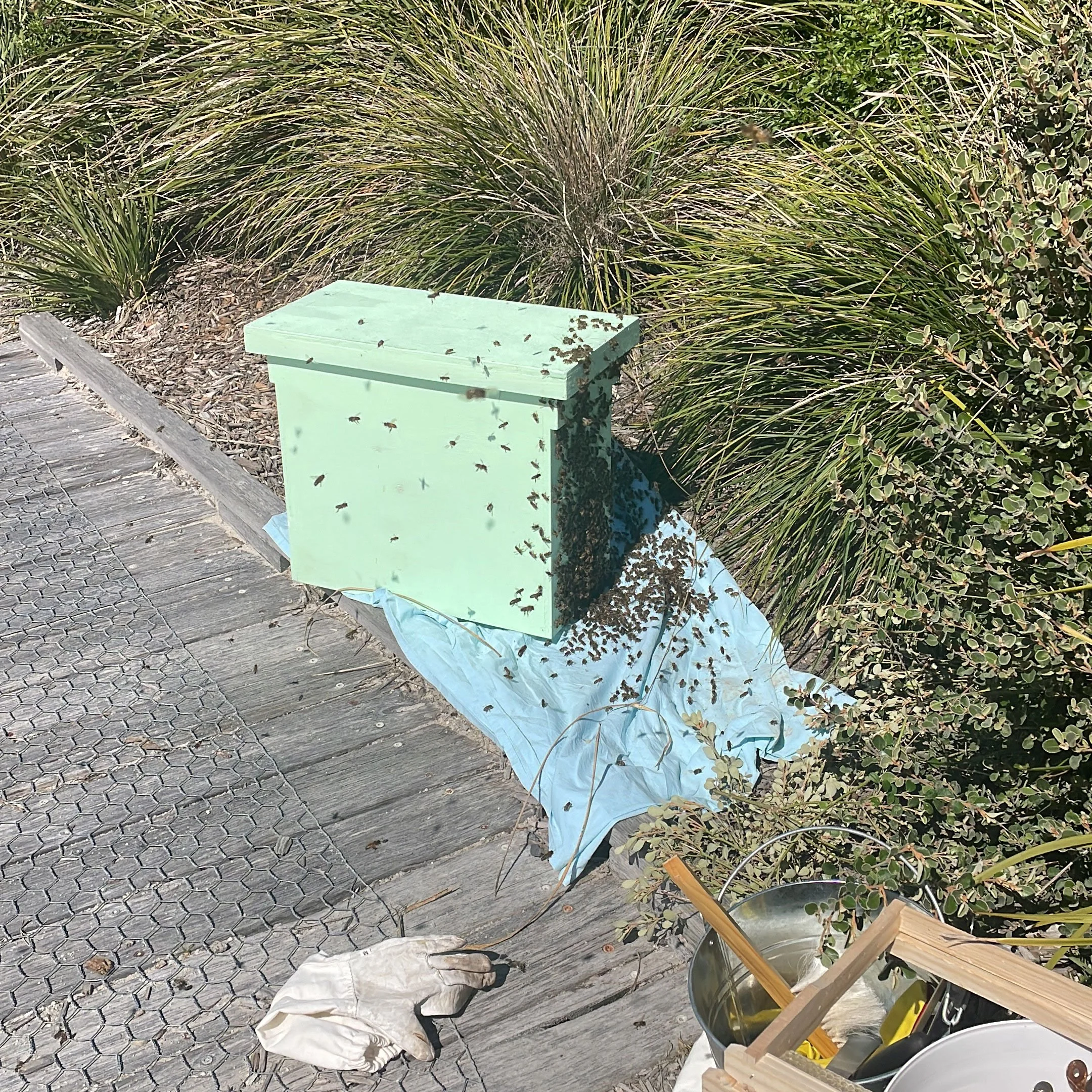 A light green bee swarmbox placed on a blue tarp with bees swarming around and on it.