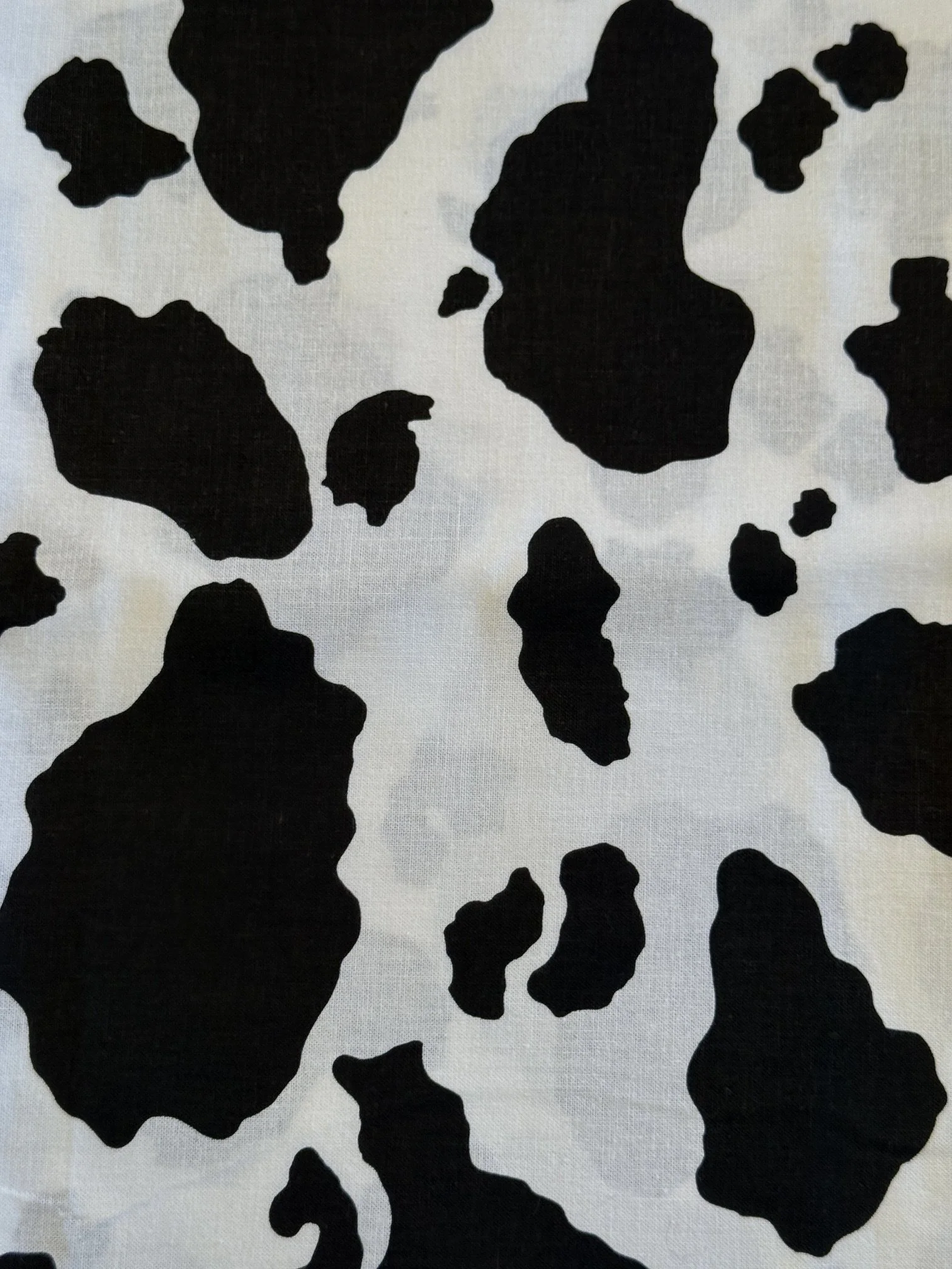 Holstein Cow.JPG