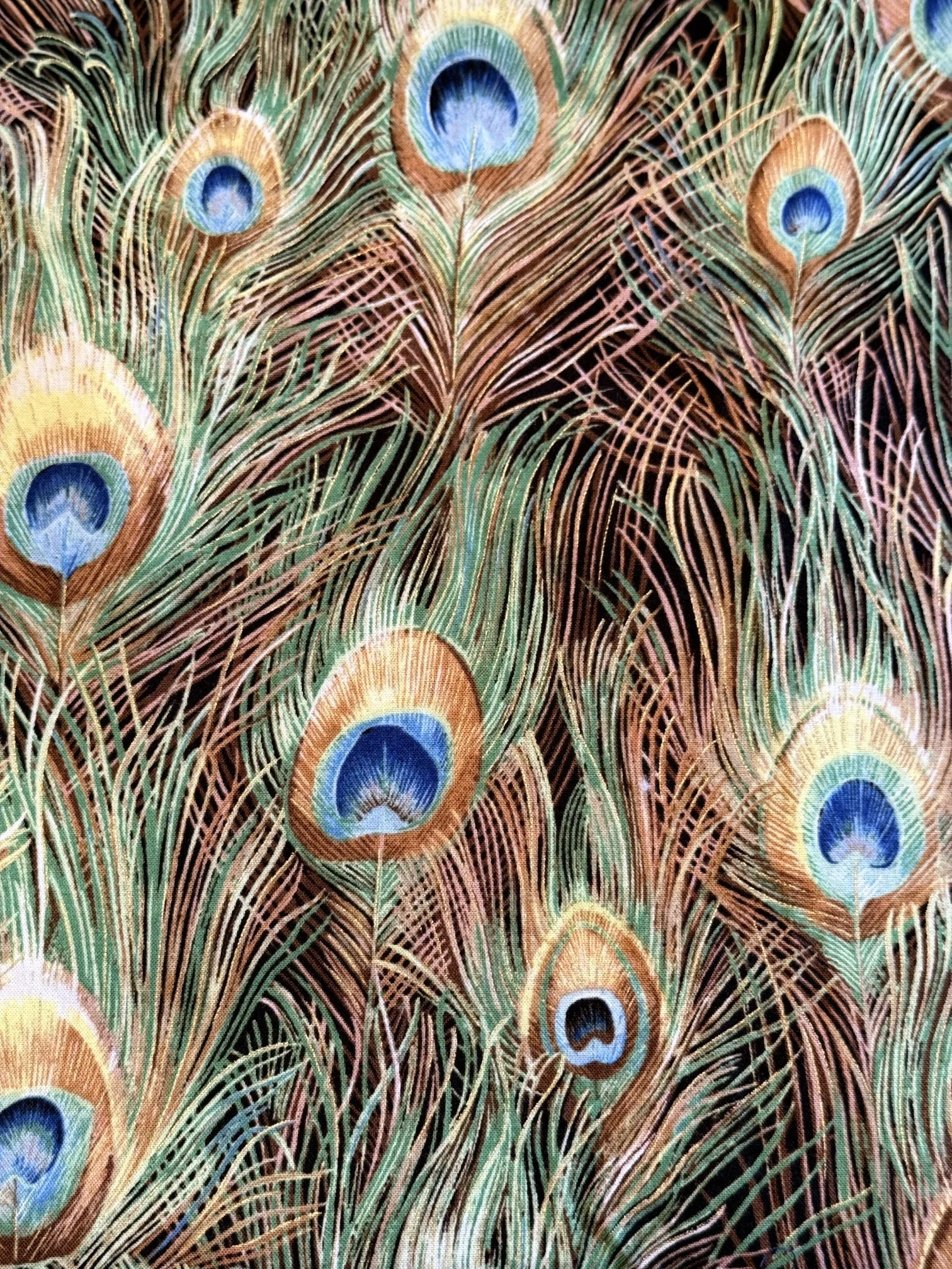Peacock Feathers.JPG