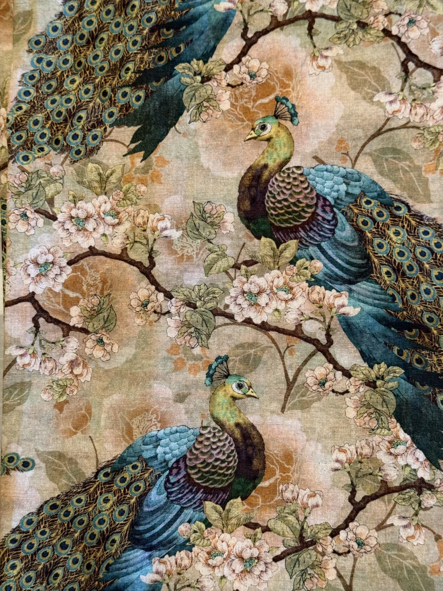 French Peacock.JPG