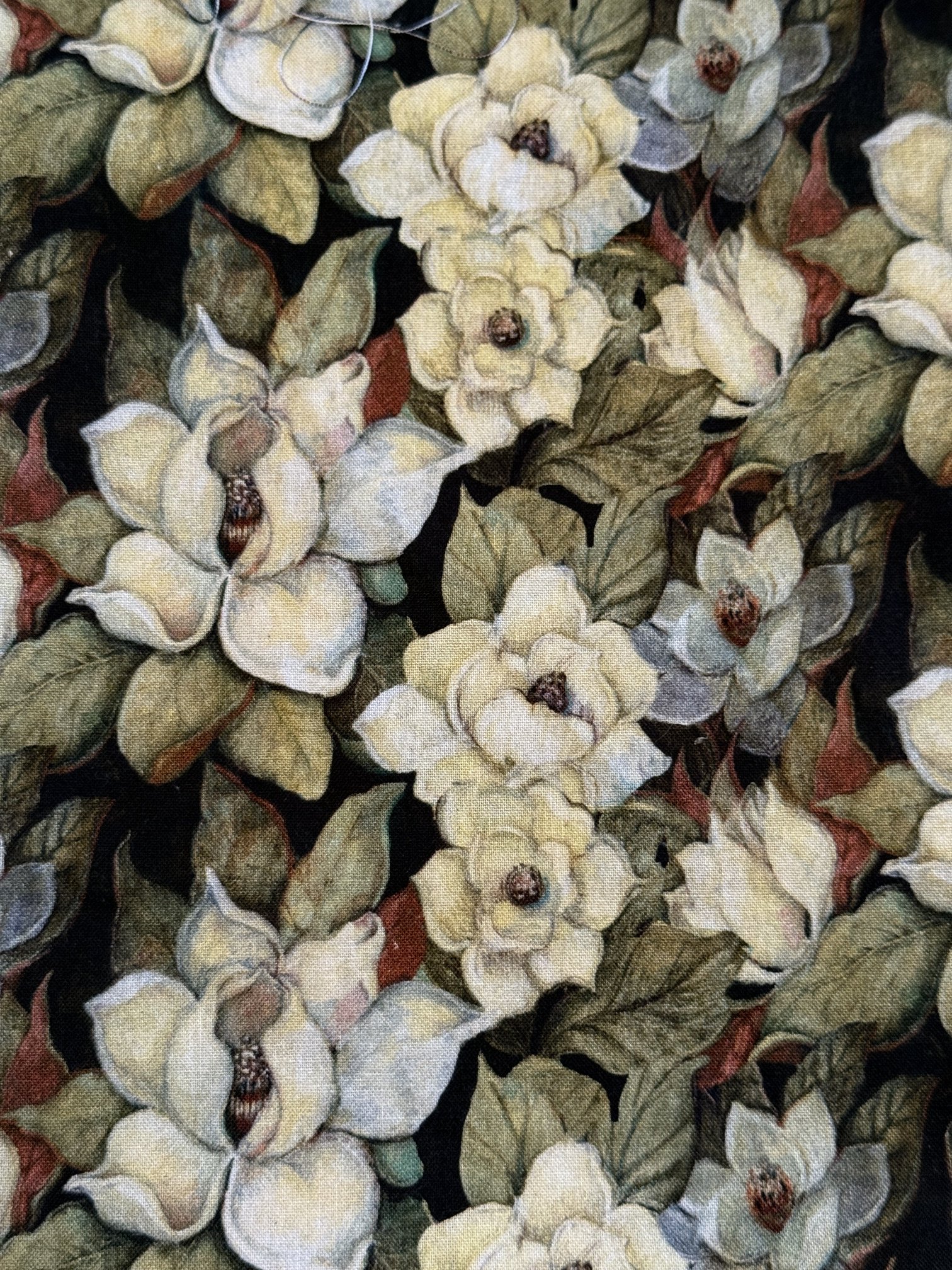 Magnolia.JPG