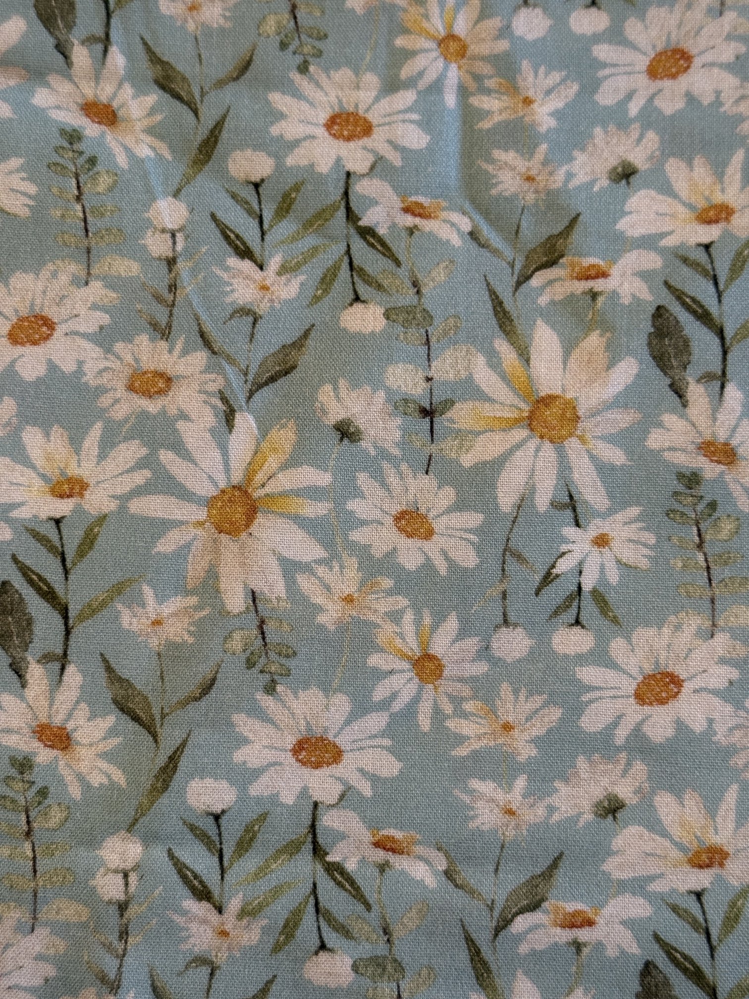 Daisies on Light Blue.JPG