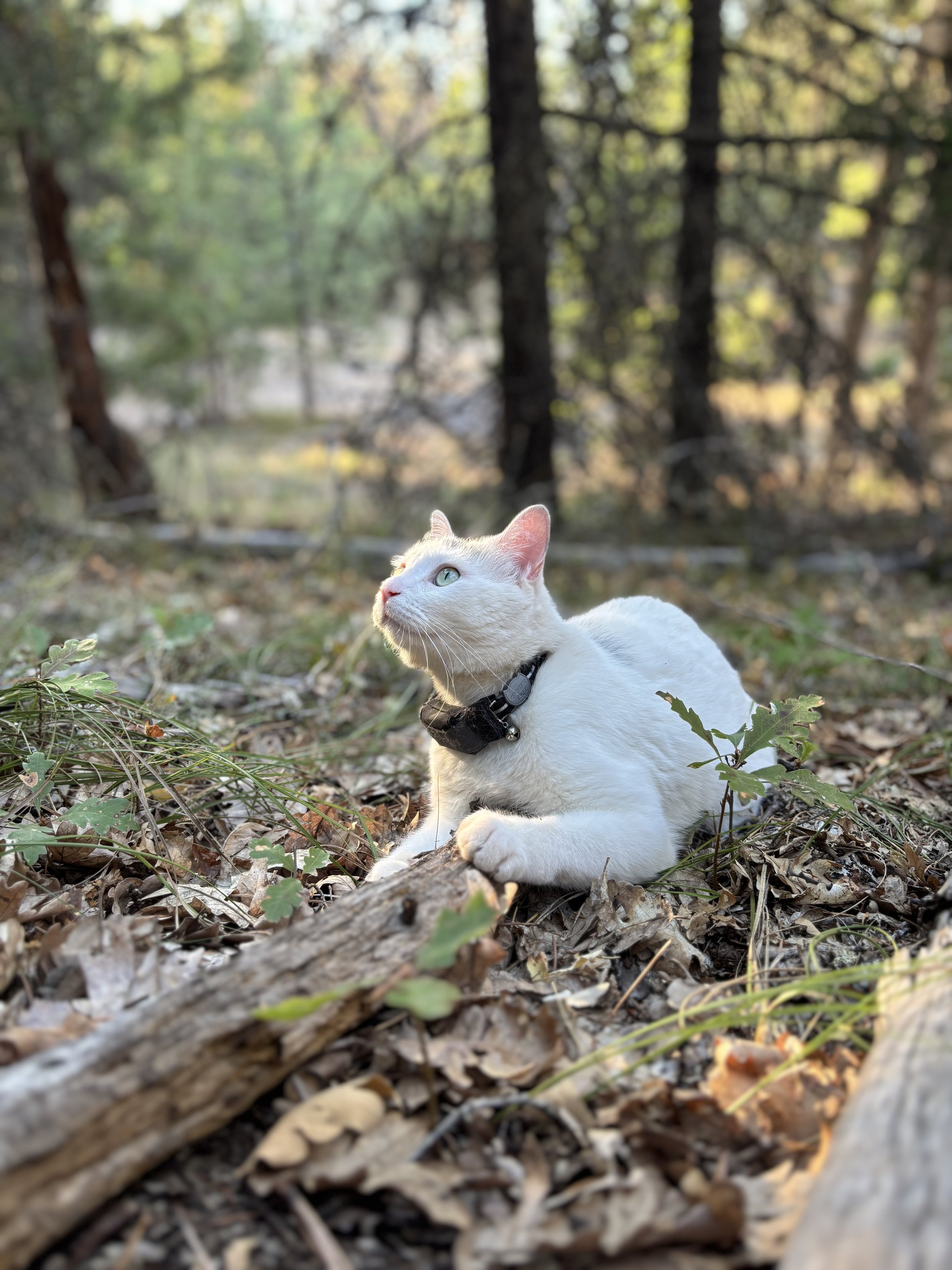 Animal Communication Reading - Email