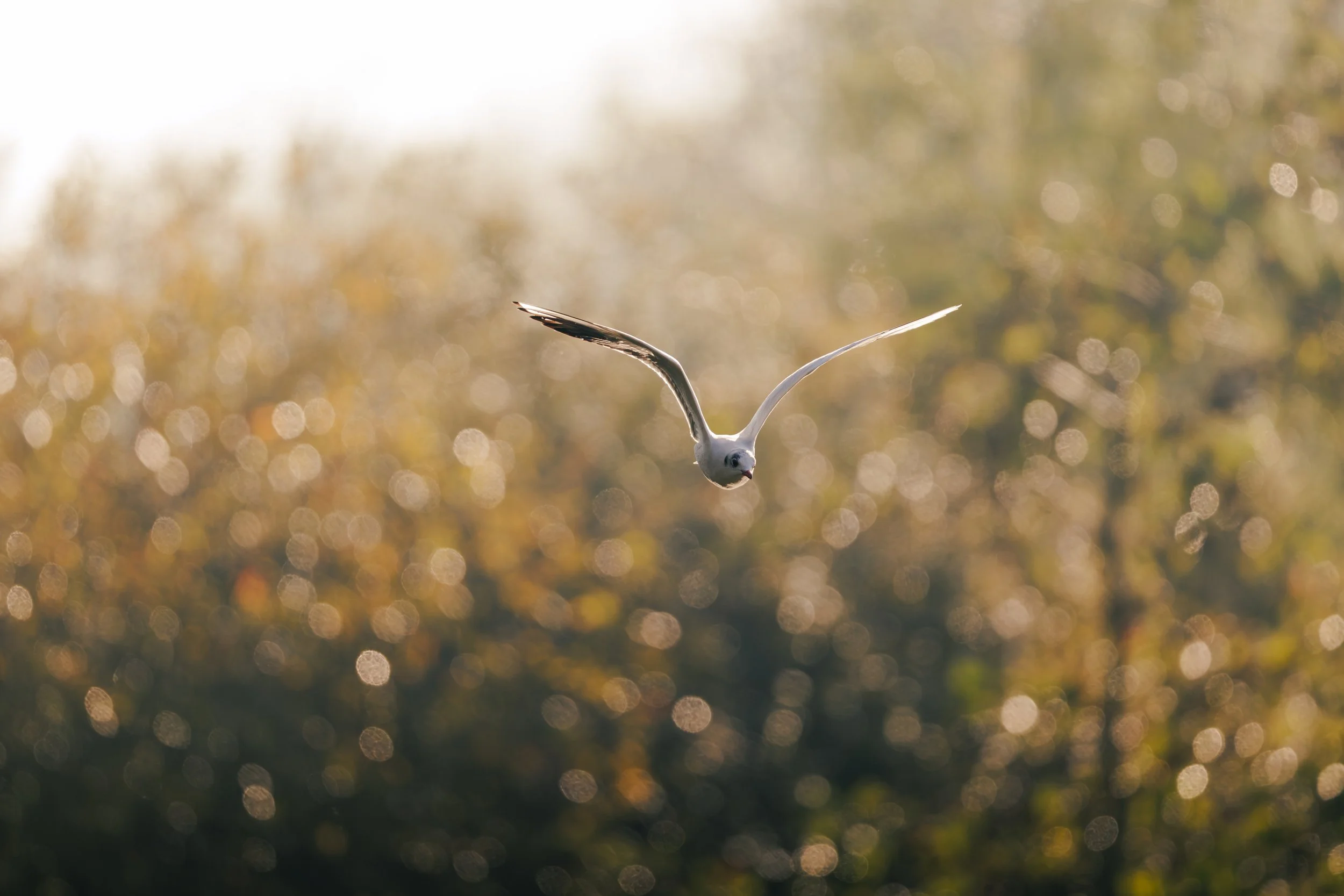 Vol de la mouette rieuse dans la brume dorée du matin