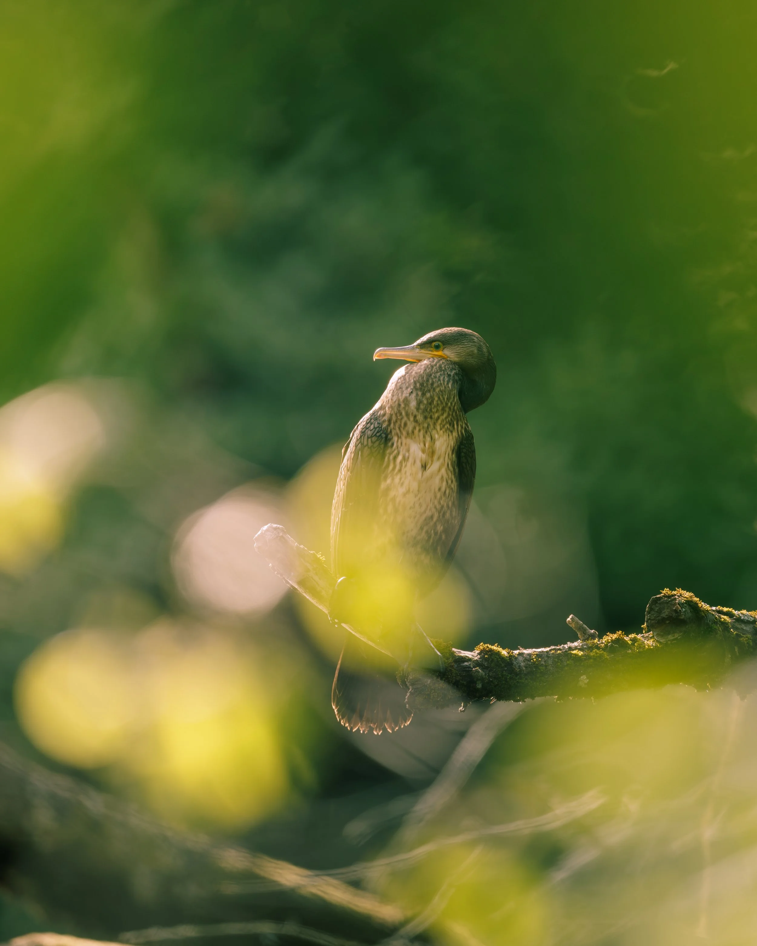 Le grand cormoran au soleil sur une branche