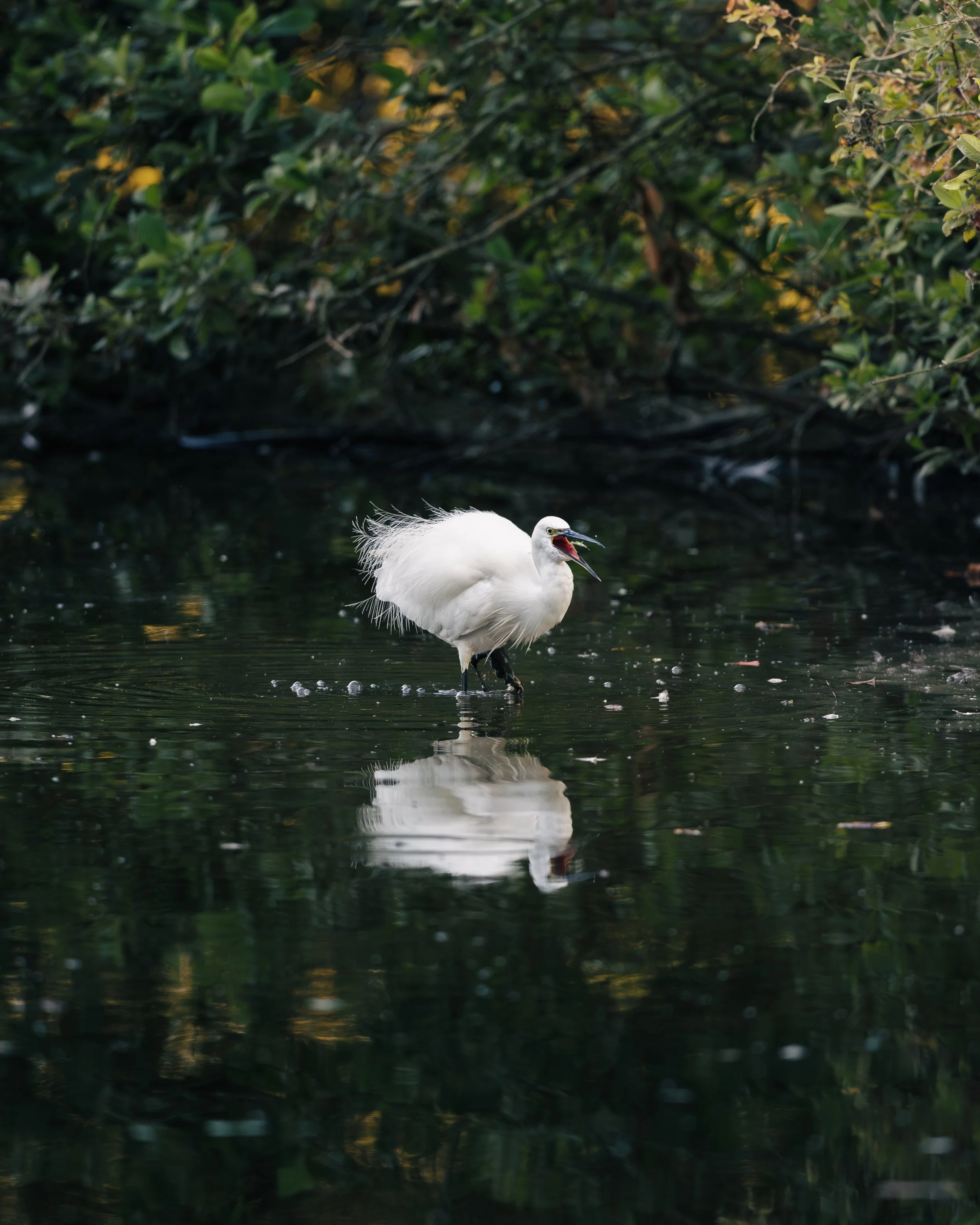Le repas de l'aigrette garzette