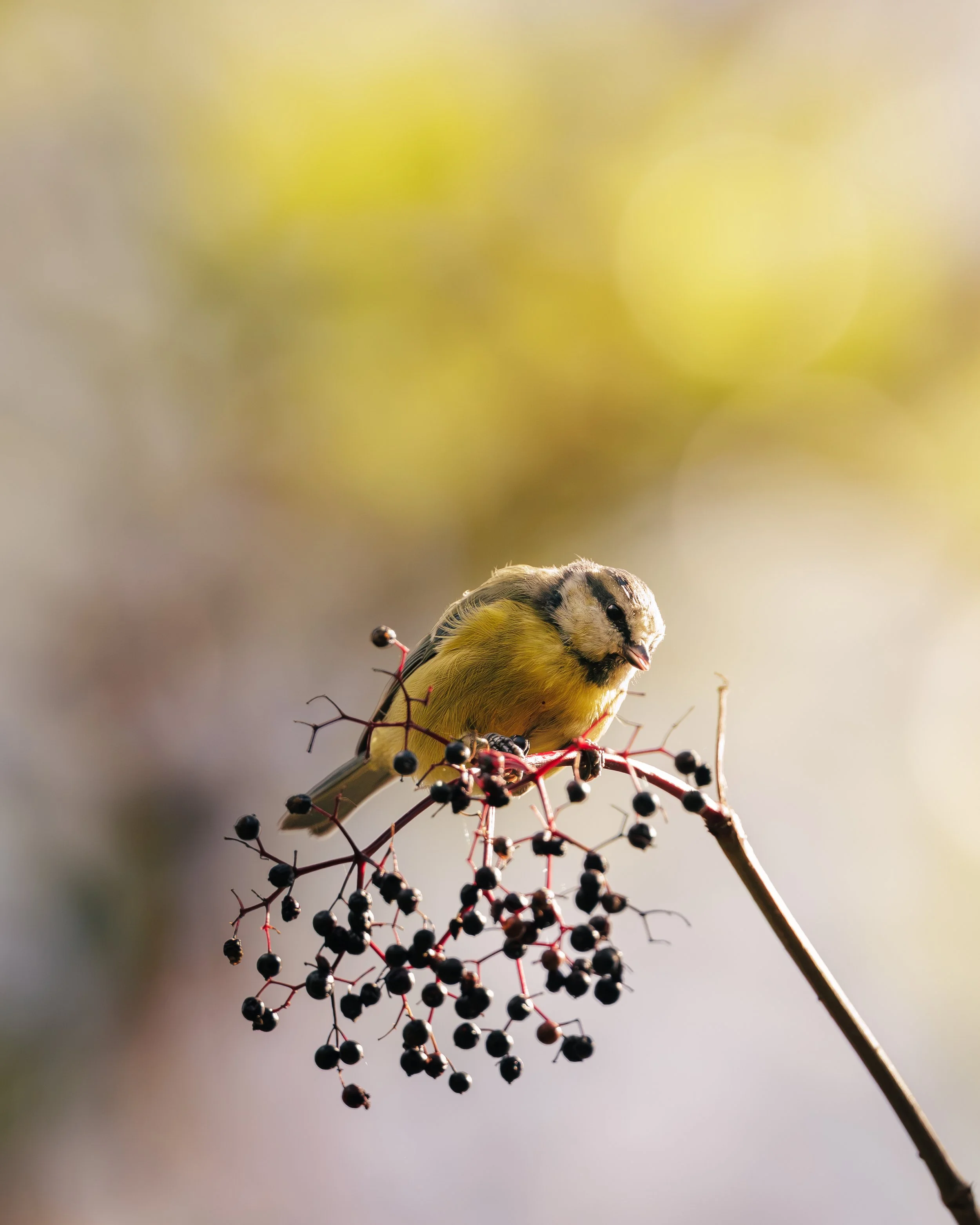 Le festin de la mésange bleue