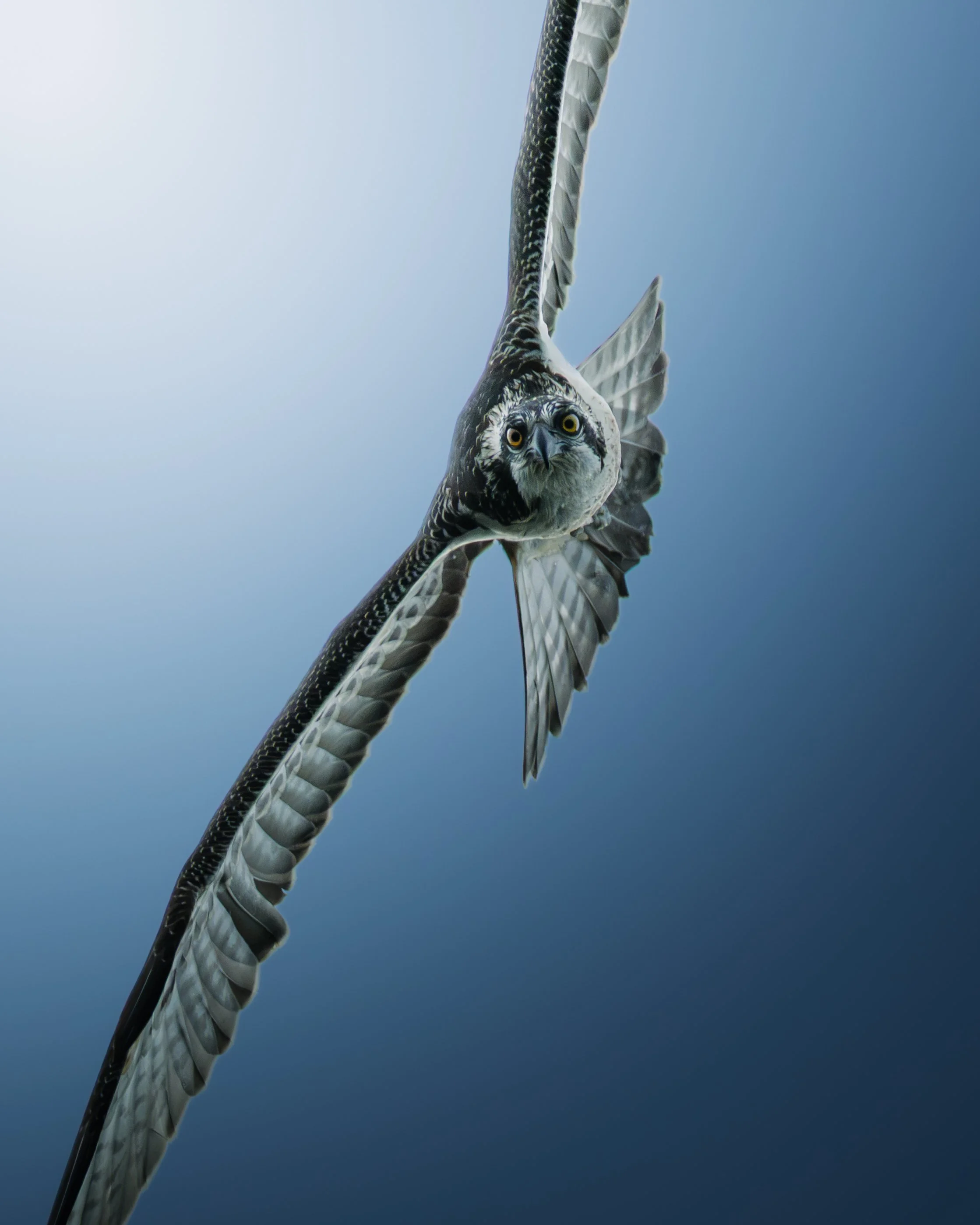 Le regard du balbuzard pêcheur