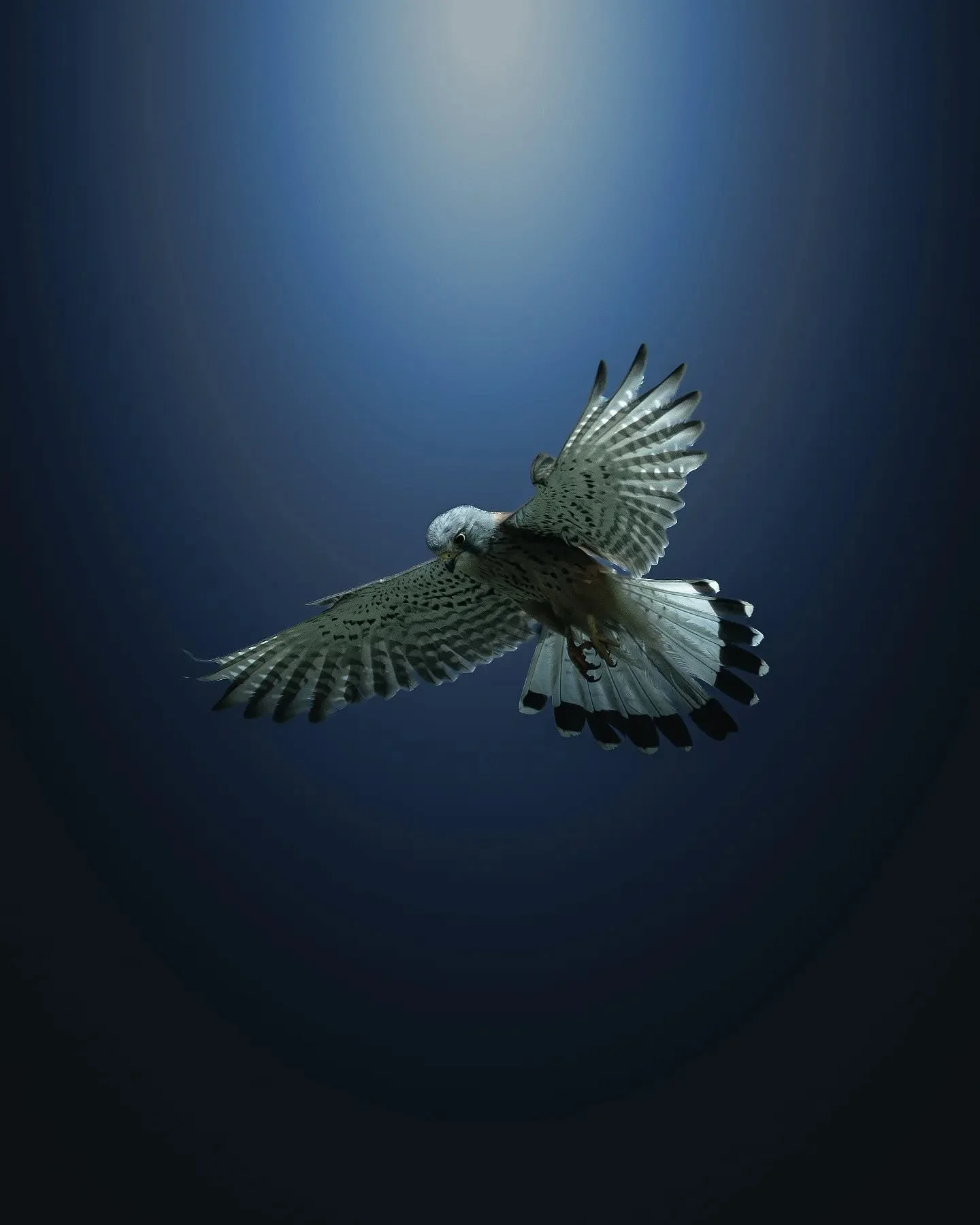 En plein vol stationnaire, le faucon cr&eacute;cerelle scrute le sol, pr&ecirc;t &agrave; fondre sur sa proie 🪽
Sa ma&icirc;trise du vol est fascinante &mdash; chaque battement d&rsquo;aile parfaitement contr&ocirc;l&eacute;.
//Hovering mid-air, the