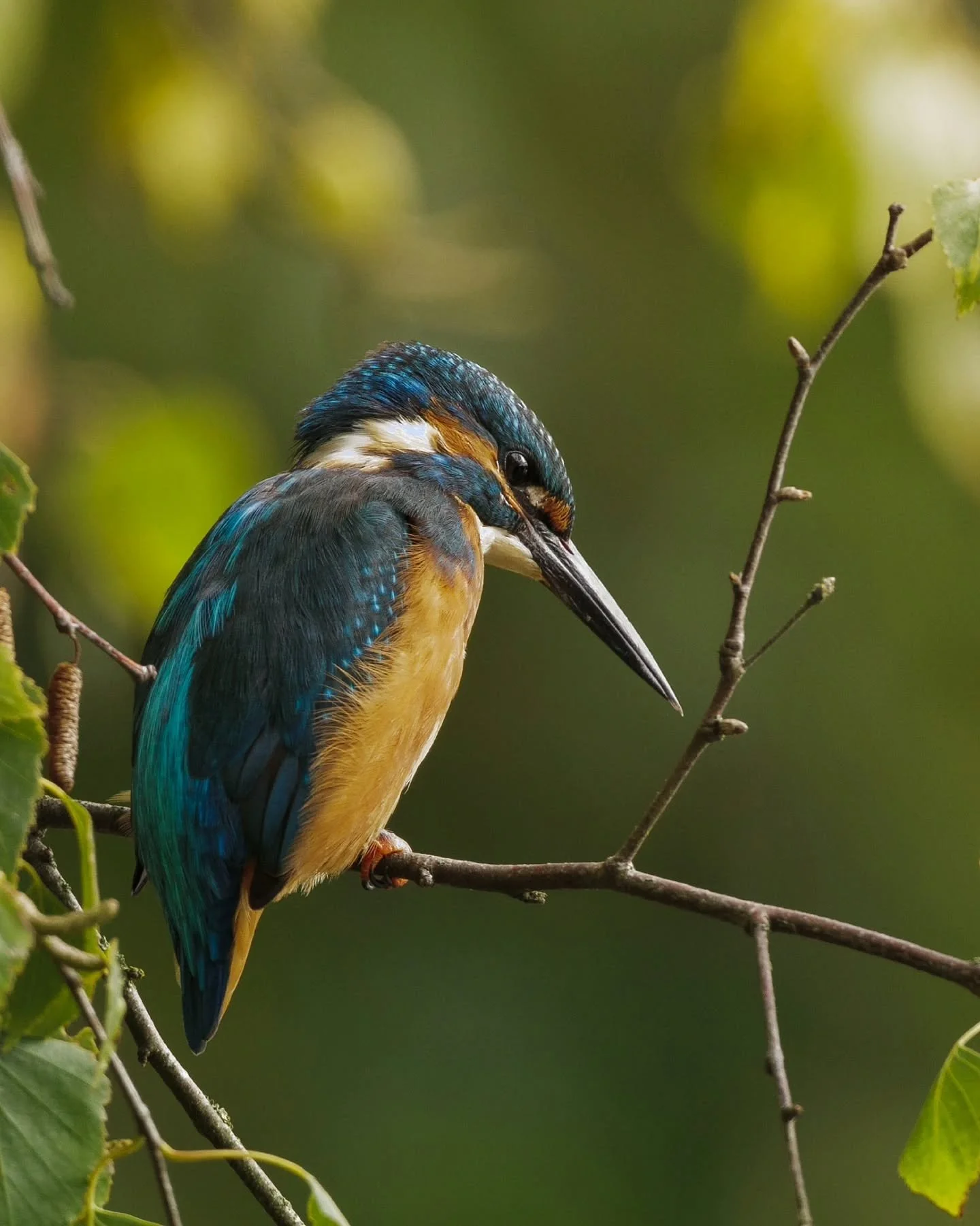 Calme et concentr&eacute;, ce martin-p&ecirc;cheur attend le bon moment 💧
Combien de temps resteriez-vous immobile pour un clich&eacute; comme celui-ci ? 📸
//Focused and calm, this kingfisher waits for the perfect moment 💧
How long would you wait 