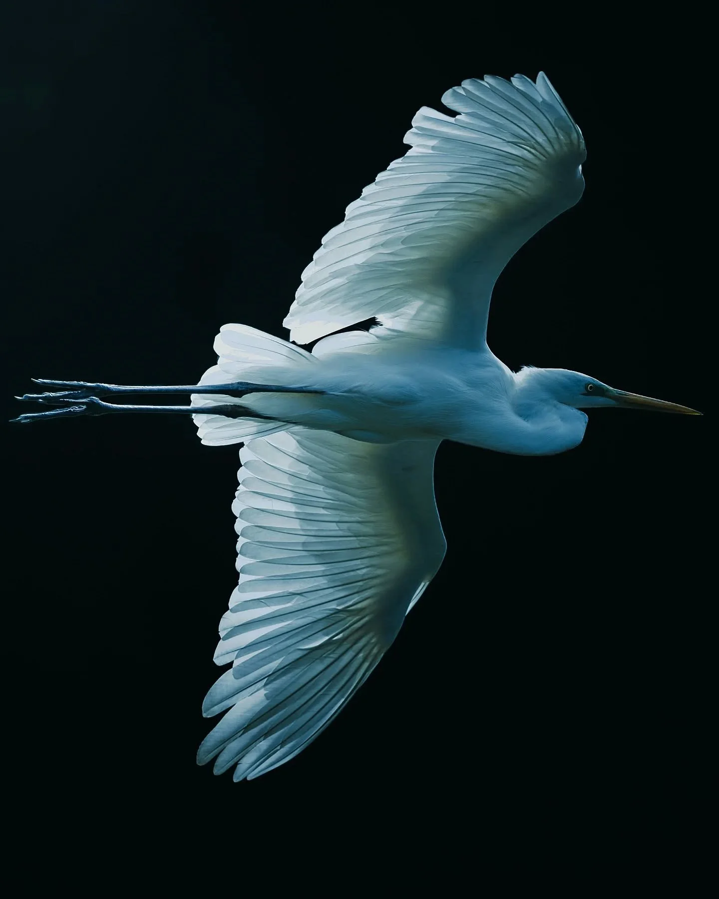 La grande aigrette vole doucement dans le ciel bleu 🤍☁️
Elle avance sans bruit, comme un nuage qui bouge lentement.
The great egret flies gently in the blue sky 🤍☁️
It moves quietly, like a cloud drifting slowly.
.
.
.
#GrandeAigrette #GreatEgret #