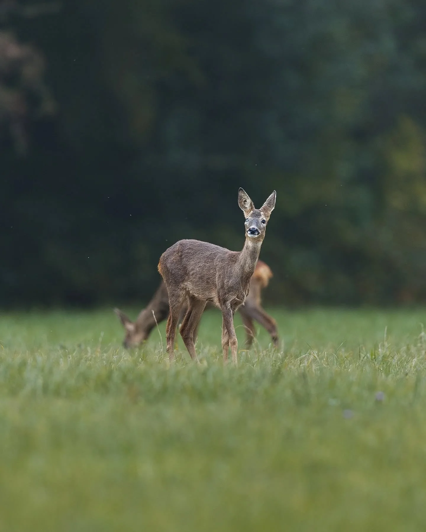 En fin de journ&eacute;e, cette chevrette m&rsquo;a regard&eacute; un instant ☘️
Son &oelig;il ab&icirc;m&eacute; ne l&rsquo;emp&ecirc;che pas de profiter du calme du pr&eacute;.
// At the end of the day, this doe watched me for a moment ☘️
Her injur