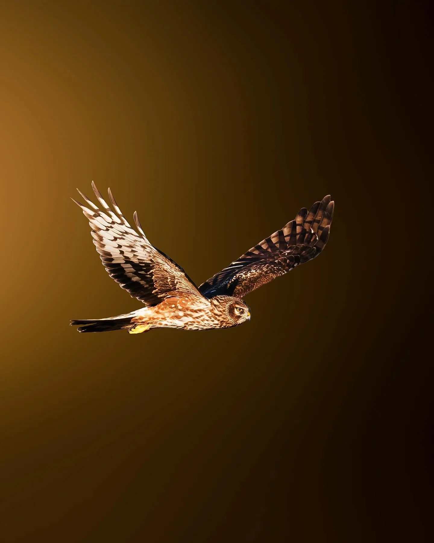 En fin de journ&eacute;e, j&rsquo;ai observ&eacute; un busard des roseaux 🦅 survoler la roseli&egrave;re 🌾
Avec le soleil couchant derri&egrave;re lui 🌅, la sc&egrave;ne &eacute;tait vraiment magique ✨
Et vous, vous pr&eacute;f&eacute;rez observer